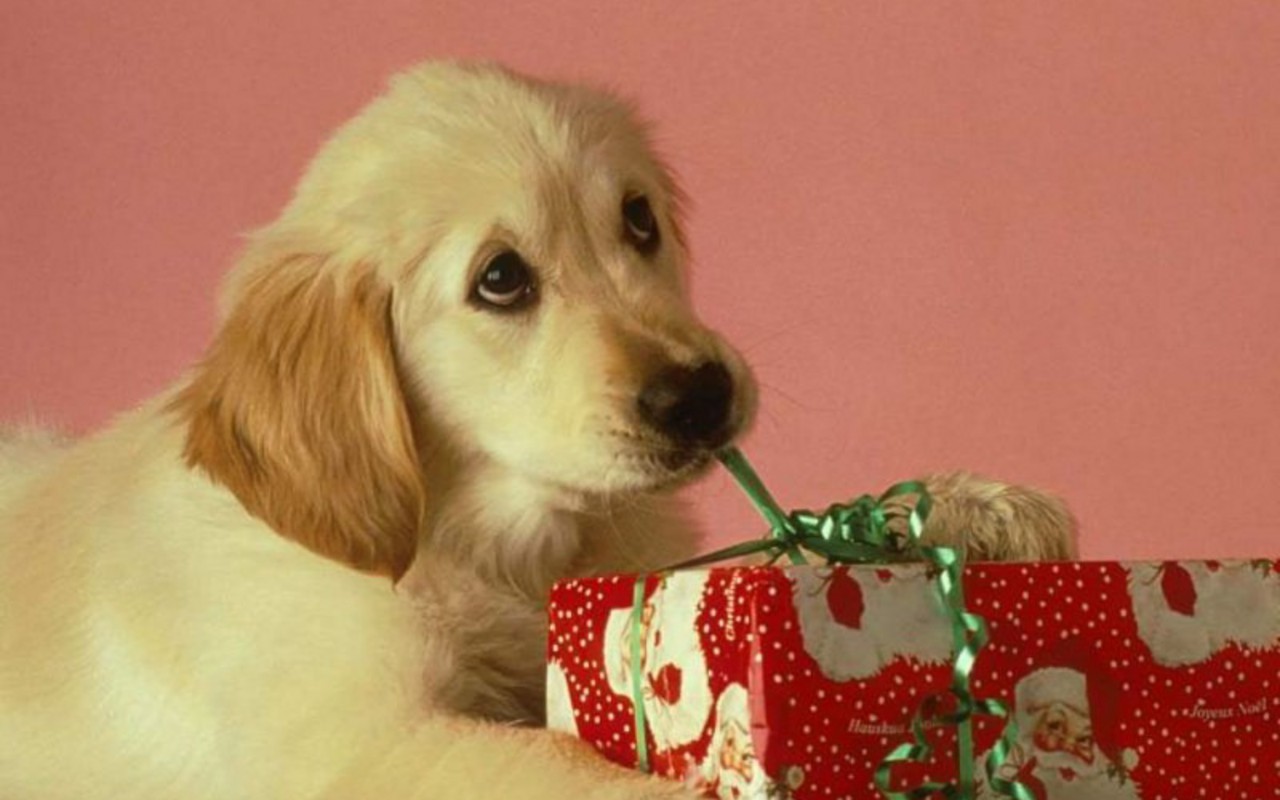 Cute Christmas Puppy Wallpapers Wallpapers
