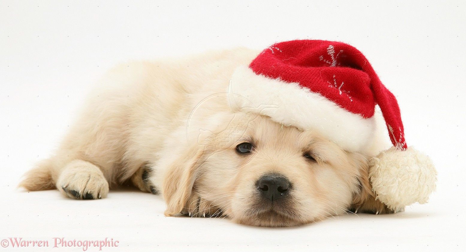 Cute Christmas Puppy Wallpapers Wallpapers