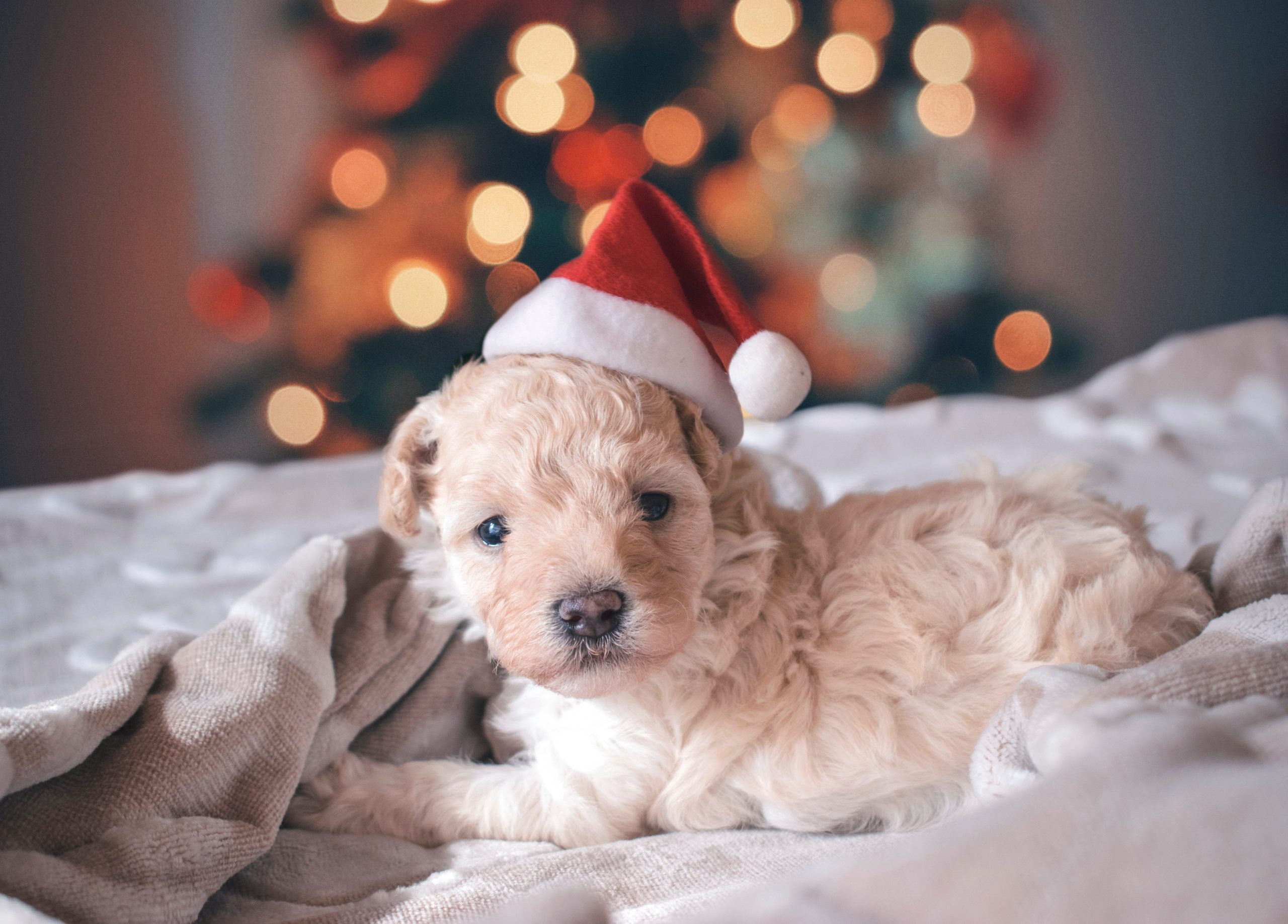 Cute Christmas Puppy Wallpapers Wallpapers