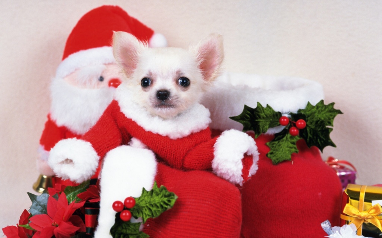 Cute Christmas Puppy Wallpapers Wallpapers