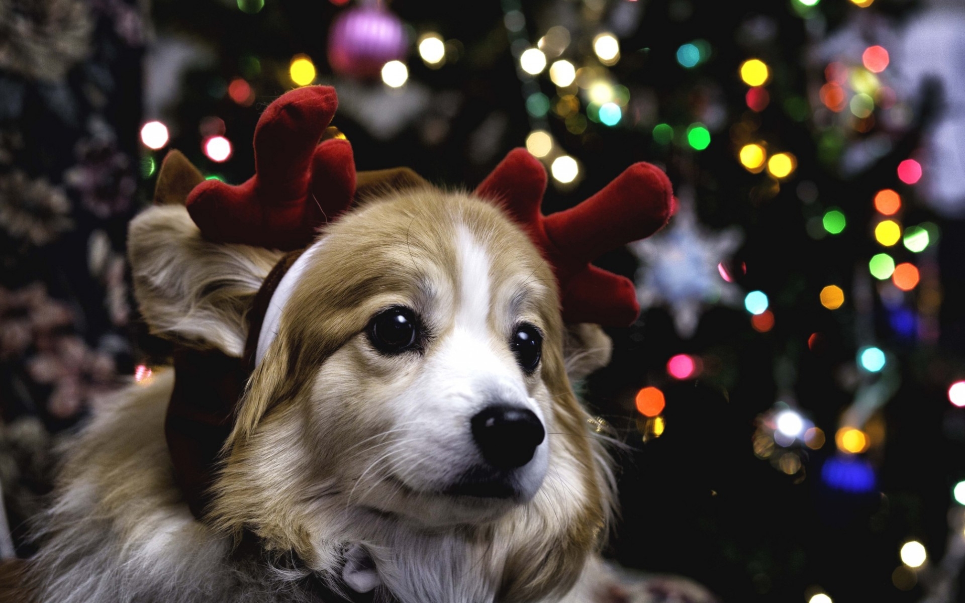 Cute Christmas Puppy Wallpapers Wallpapers