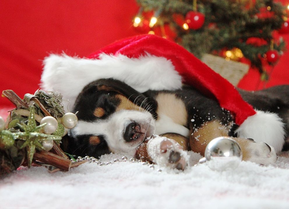 Cute Christmas Puppy Wallpapers Wallpapers