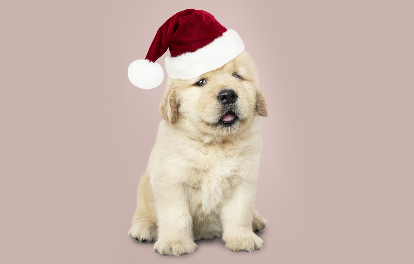 Cute Christmas Puppy Wallpapers Wallpapers