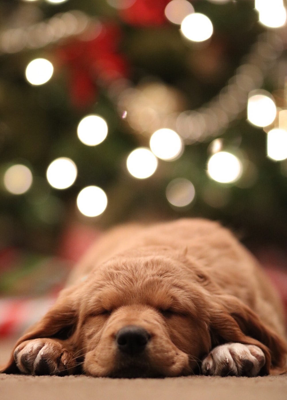 Cute Christmas Puppy Wallpapers Wallpapers