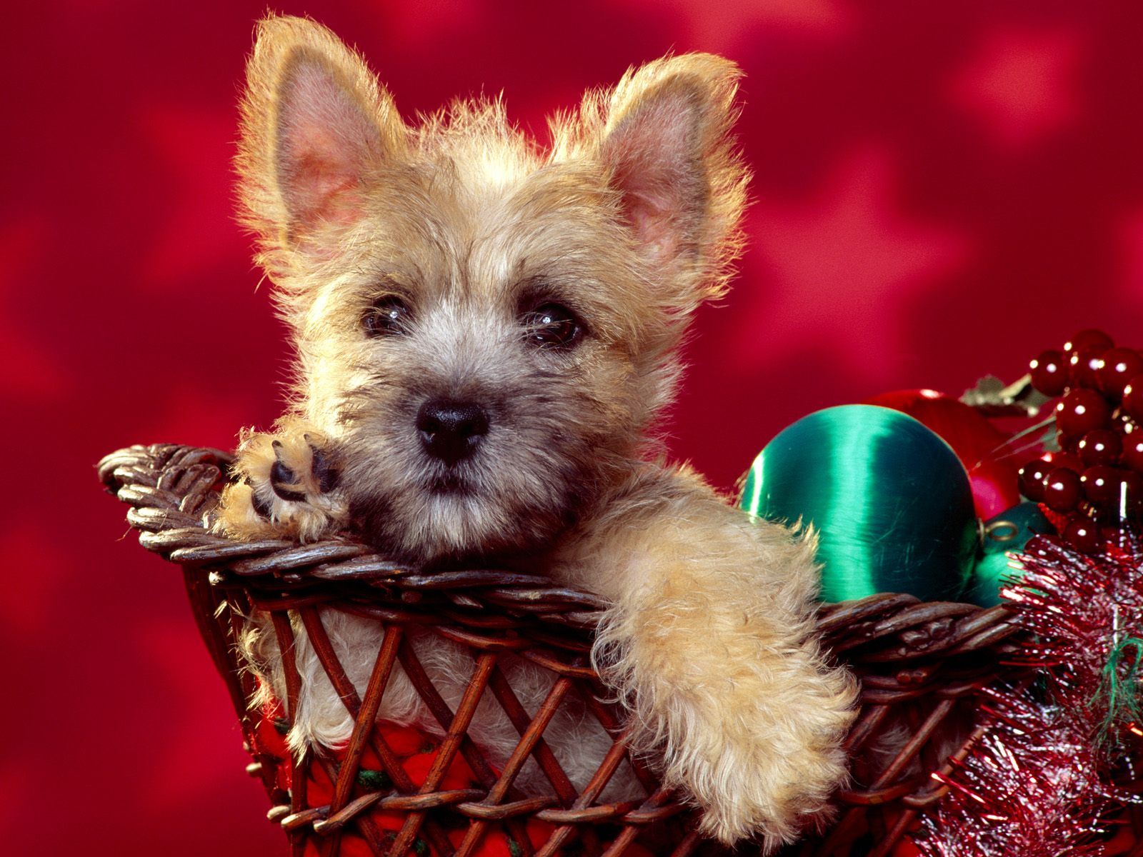 Cute Christmas Puppy Wallpapers Wallpapers