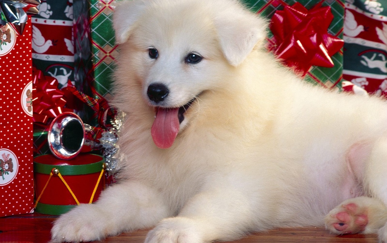 Cute Christmas Puppy Wallpapers Wallpapers