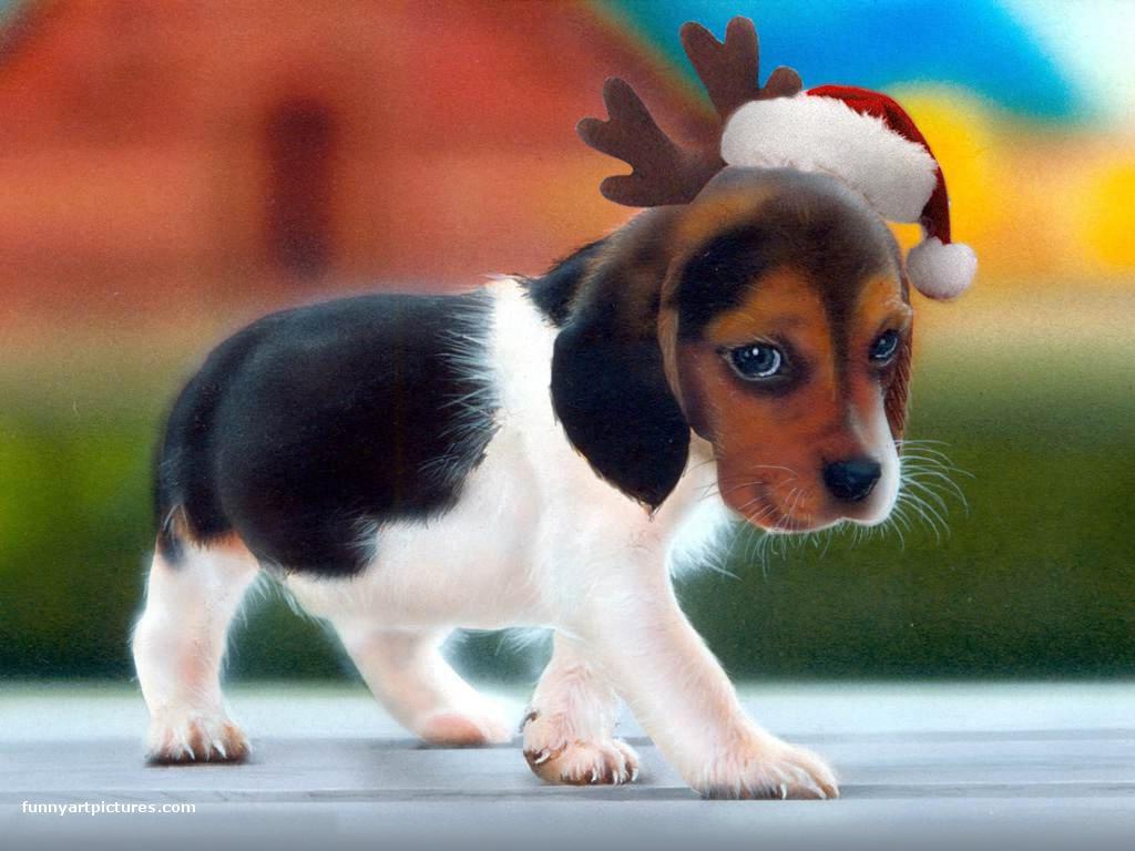 Cute Christmas Puppy Wallpapers Wallpapers