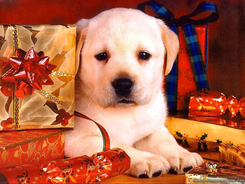 Cute Christmas Puppy Wallpapers Wallpapers