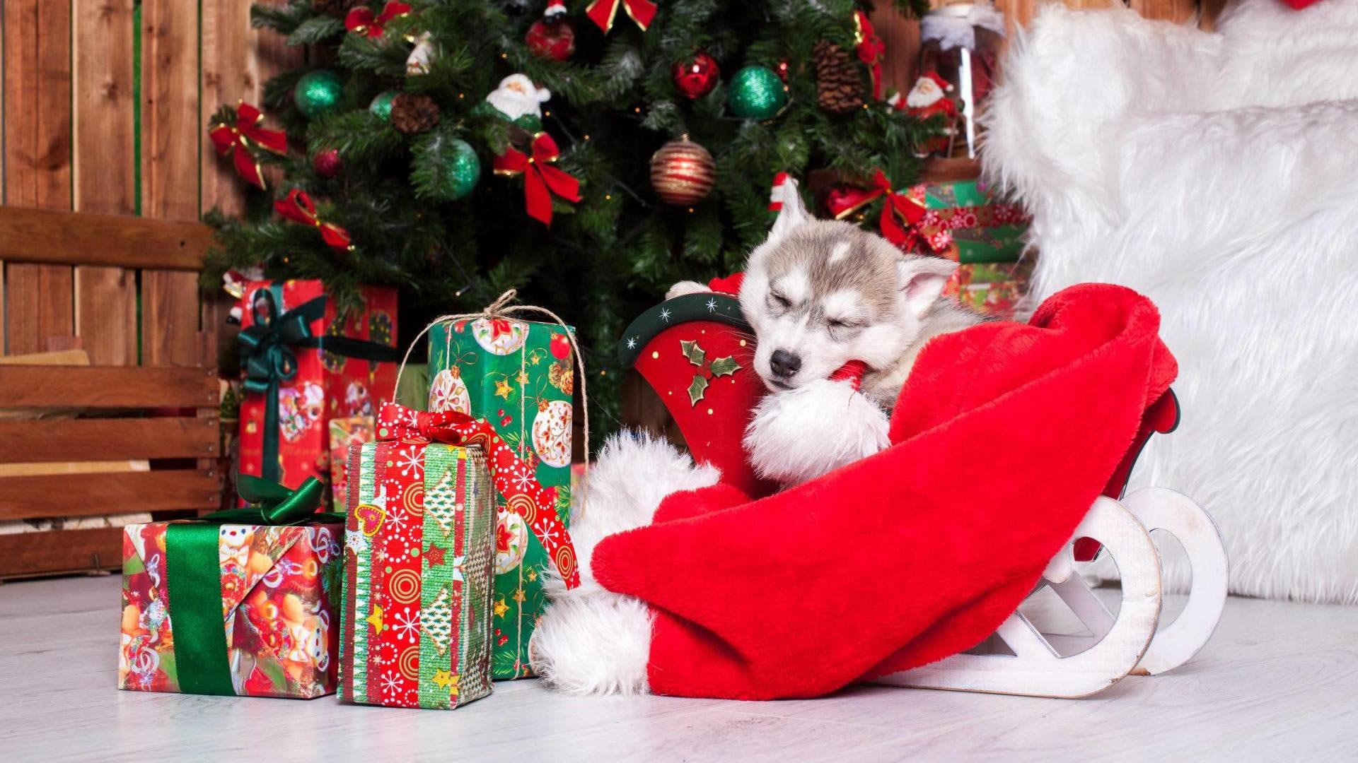 Cute Christmas Puppy Wallpapers Wallpapers