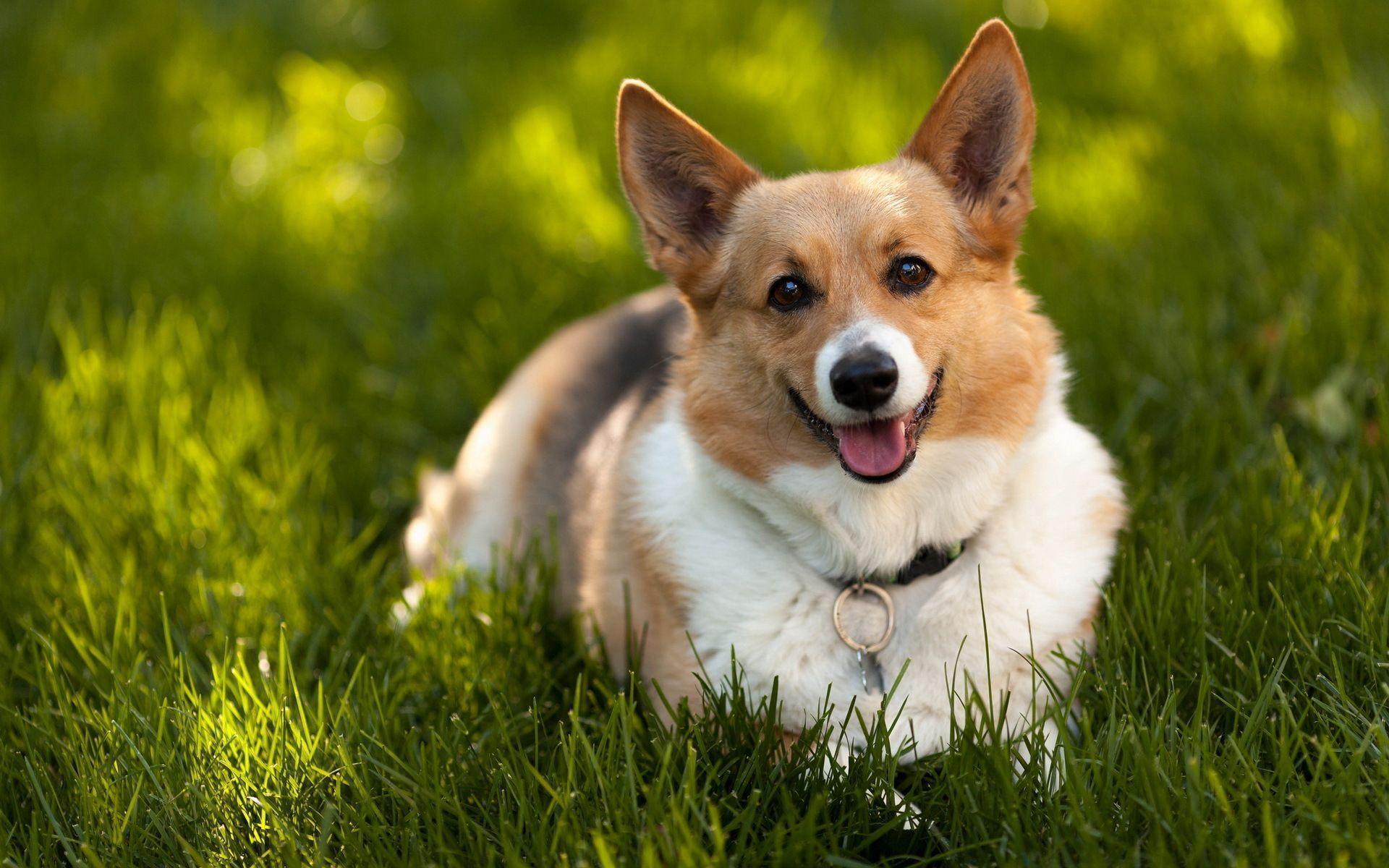 Cute Corgi Wallpapers Wallpapers