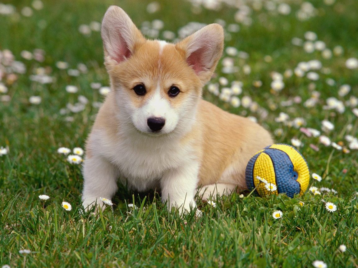 Cute Corgi Wallpapers Wallpapers