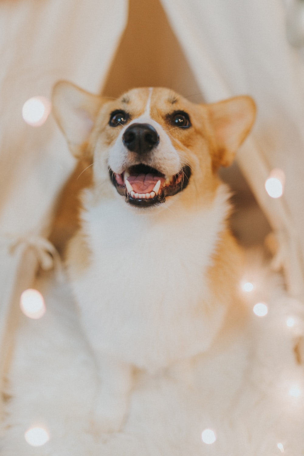 Cute Corgi Wallpapers Wallpapers