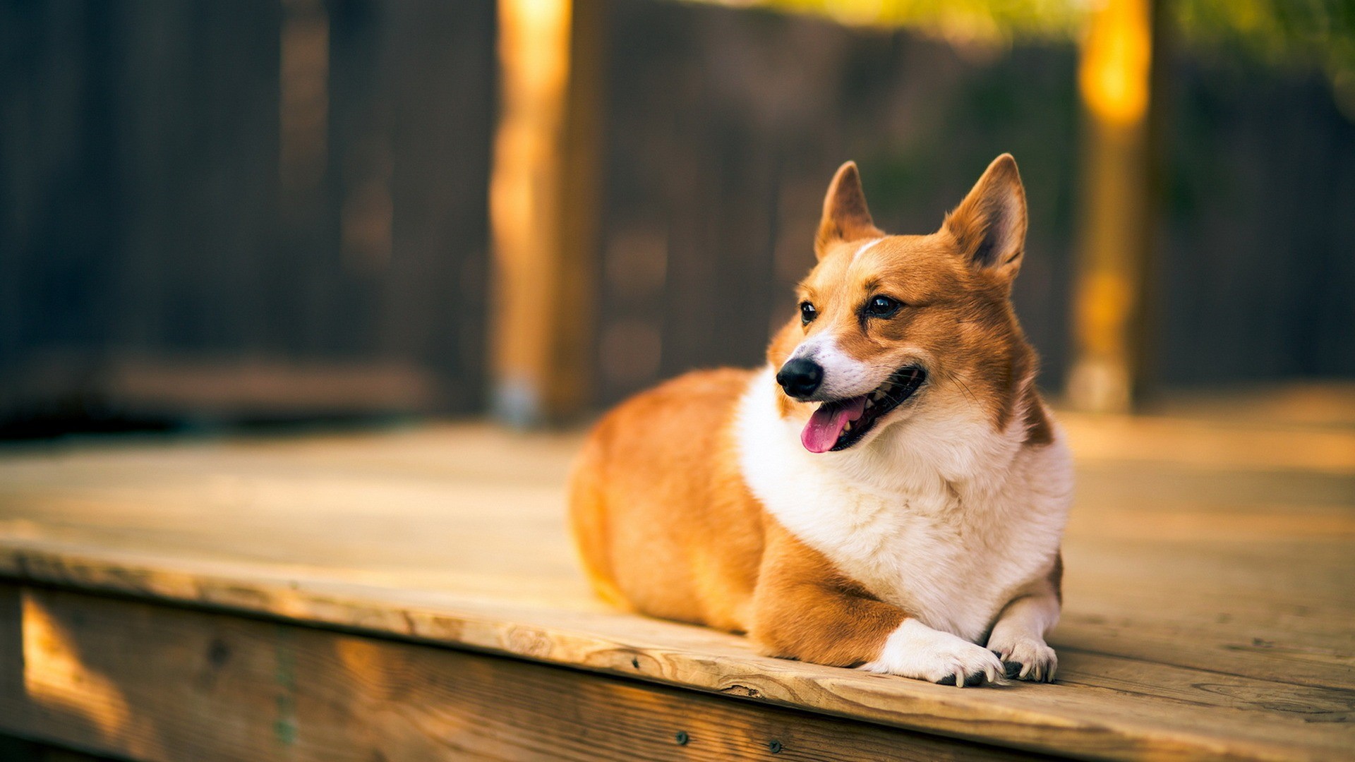 Cute Corgi Wallpapers Wallpapers