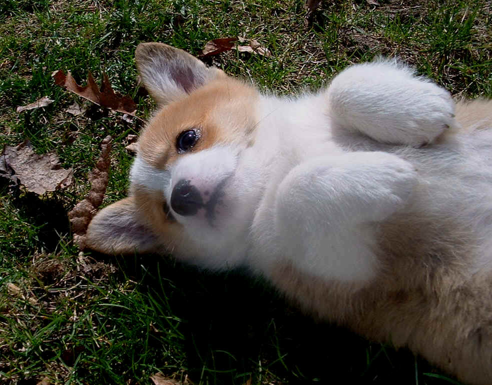 Cute Corgi Wallpapers Wallpapers