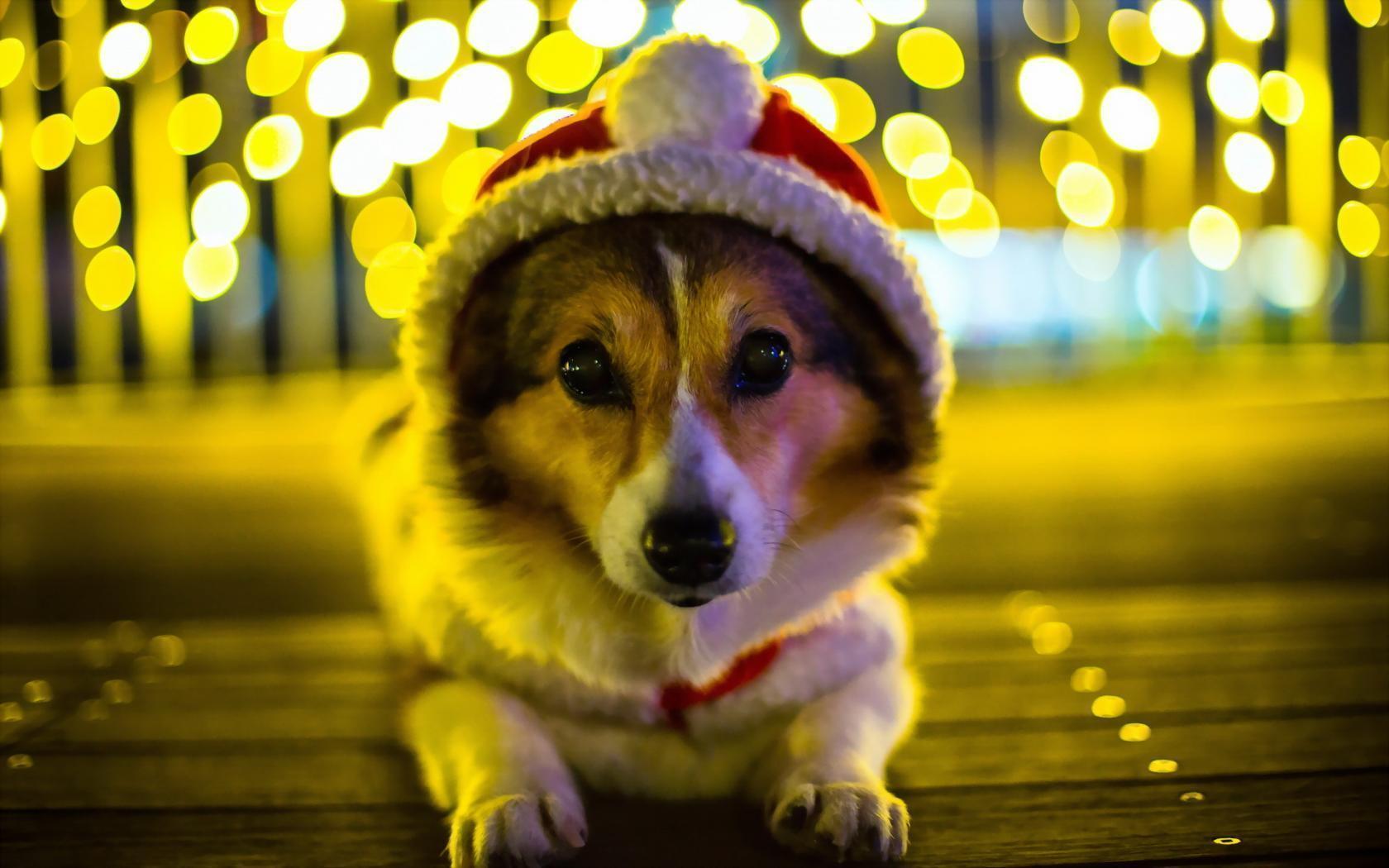 Cute Corgi Wallpapers Wallpapers