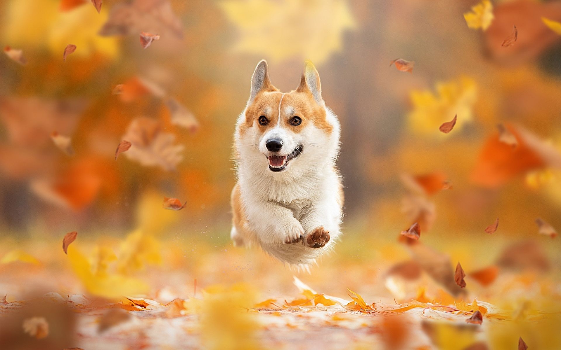 Cute Corgi Wallpapers Wallpapers