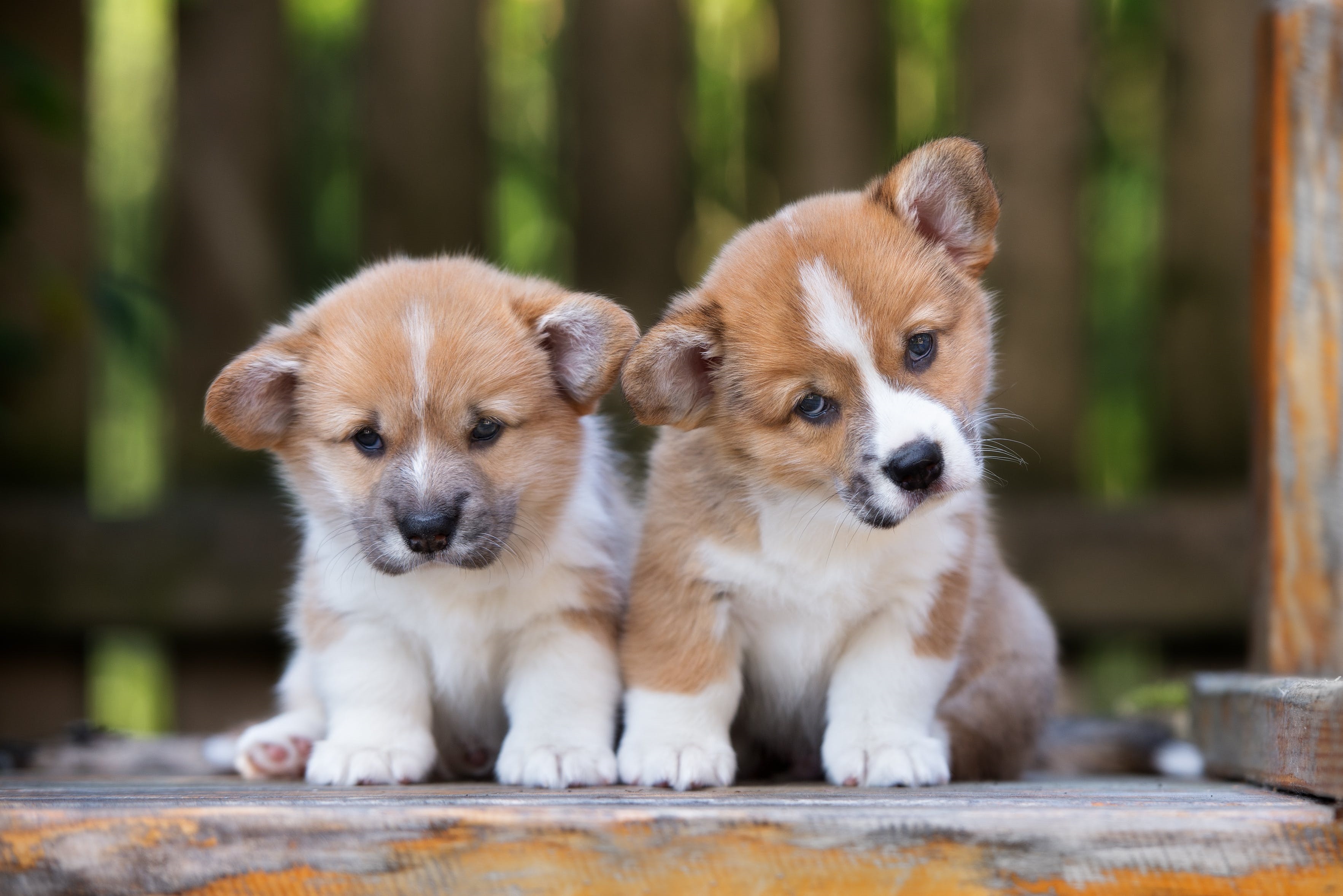 Cute Corgi Wallpapers Wallpapers