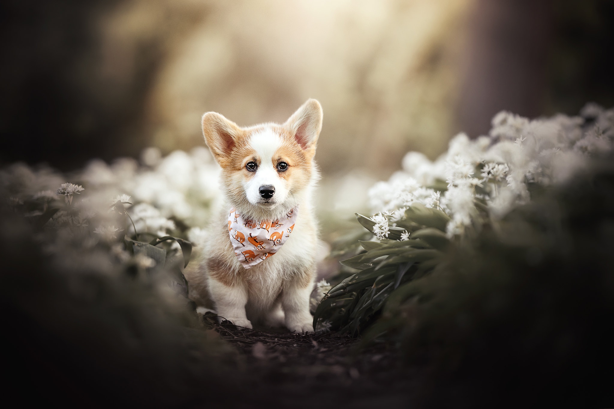 Cute Corgi Wallpapers Wallpapers