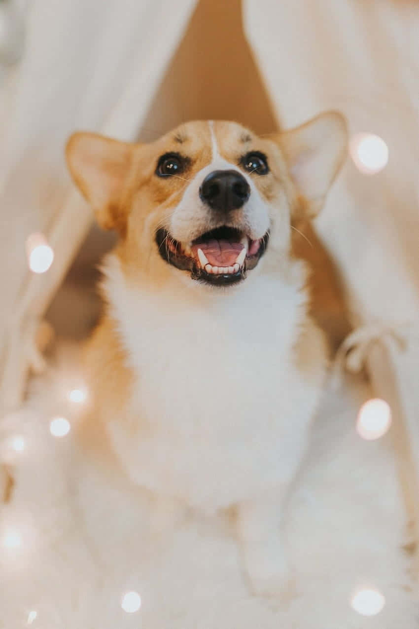 Cute Corgi Wallpapers Wallpapers