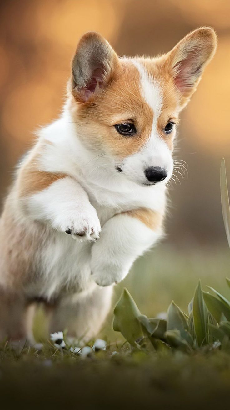 Cute Corgi Wallpapers Wallpapers