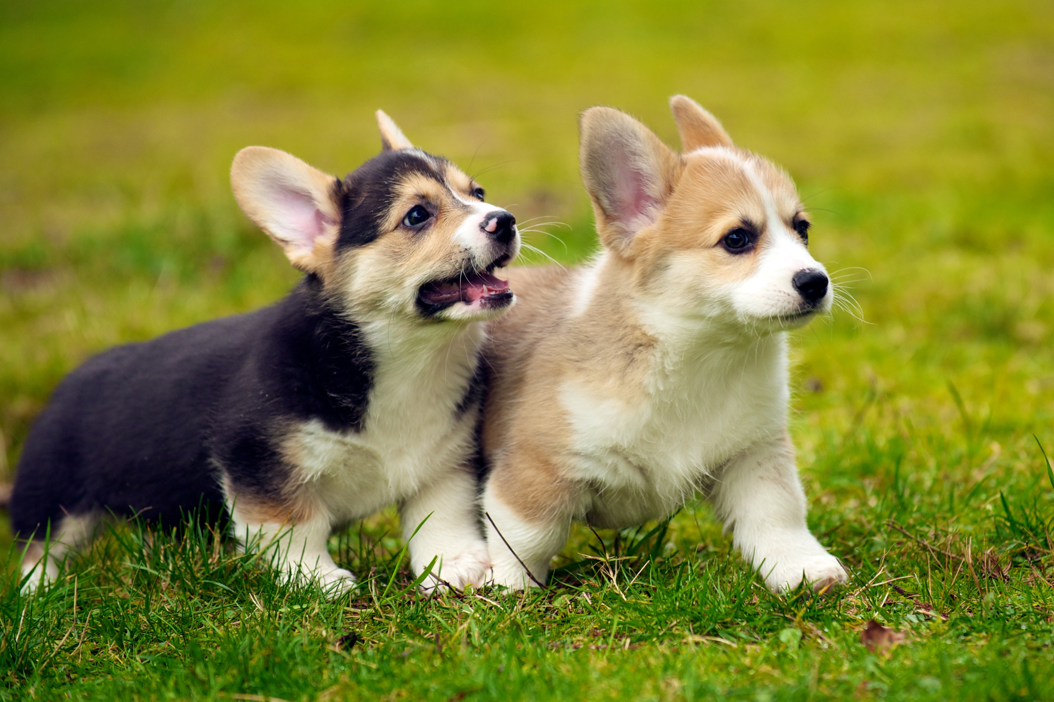 Cute Corgi Wallpapers Wallpapers