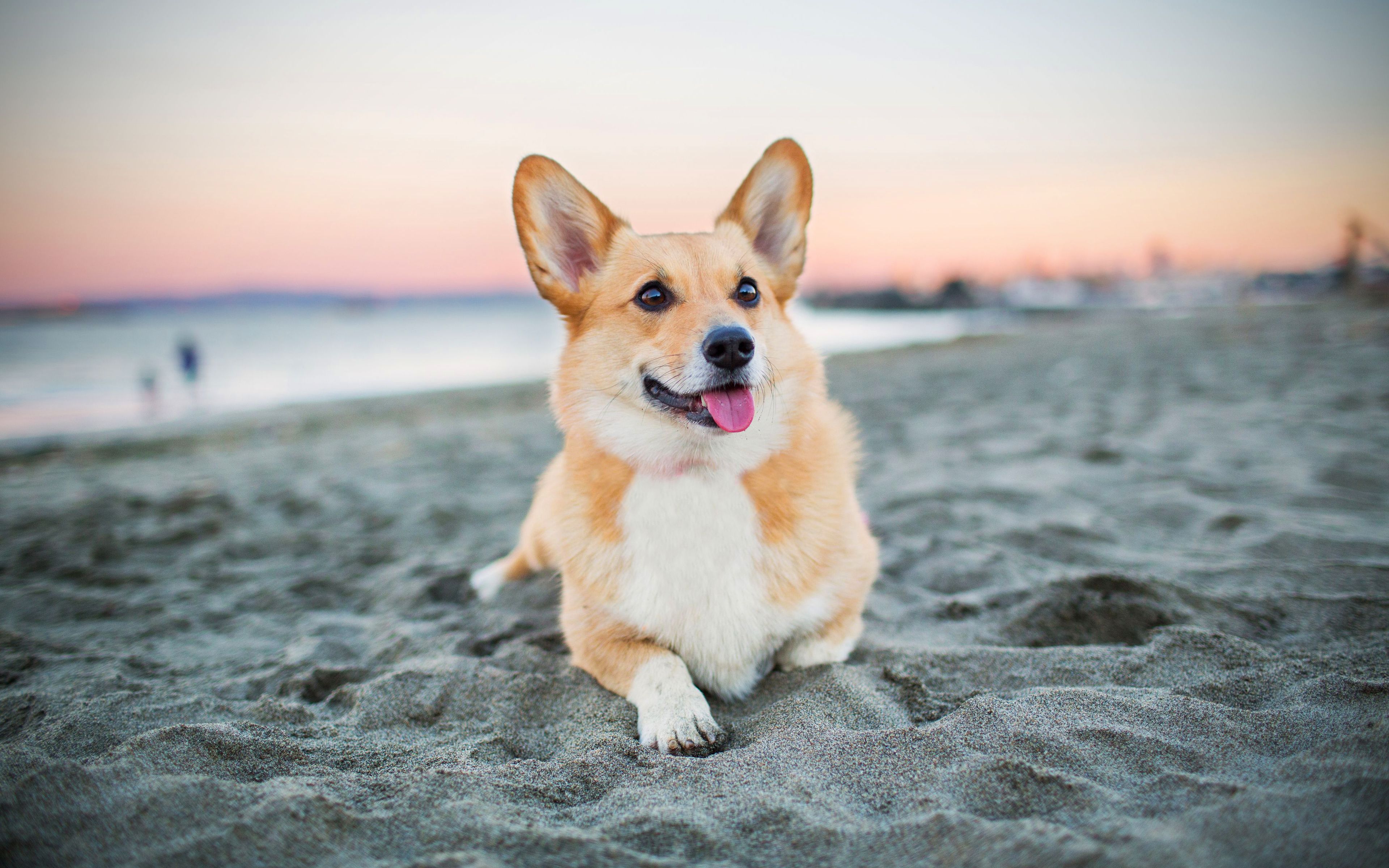 Cute Corgi Wallpapers Wallpapers