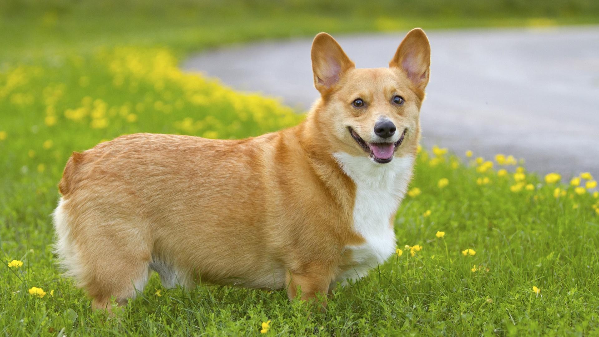 Cute Corgi Wallpapers Wallpapers