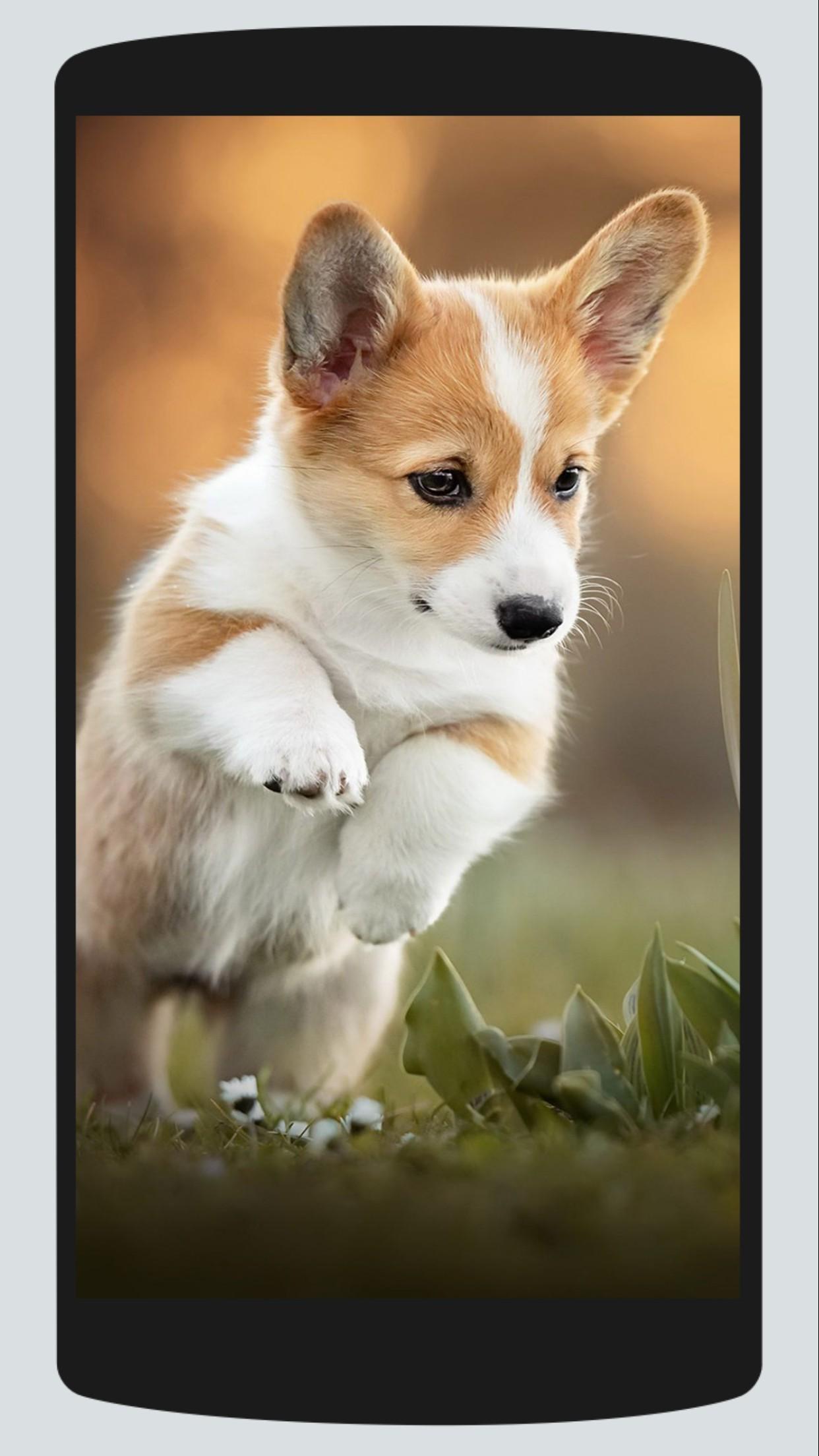 Cute Corgi Wallpapers Wallpapers