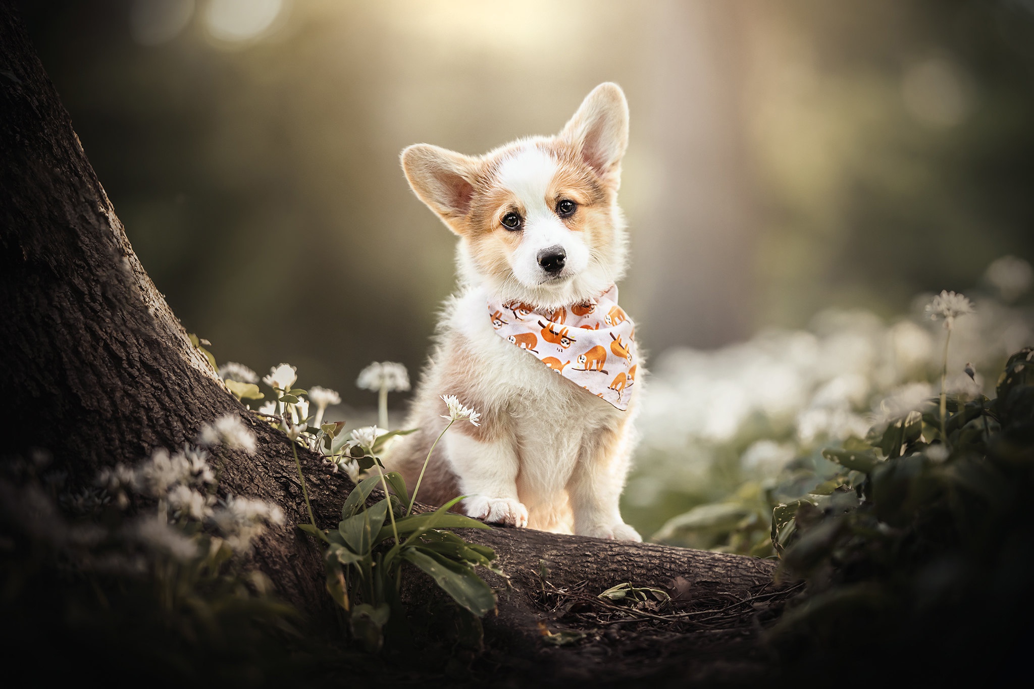 Cute Corgi Wallpapers Wallpapers