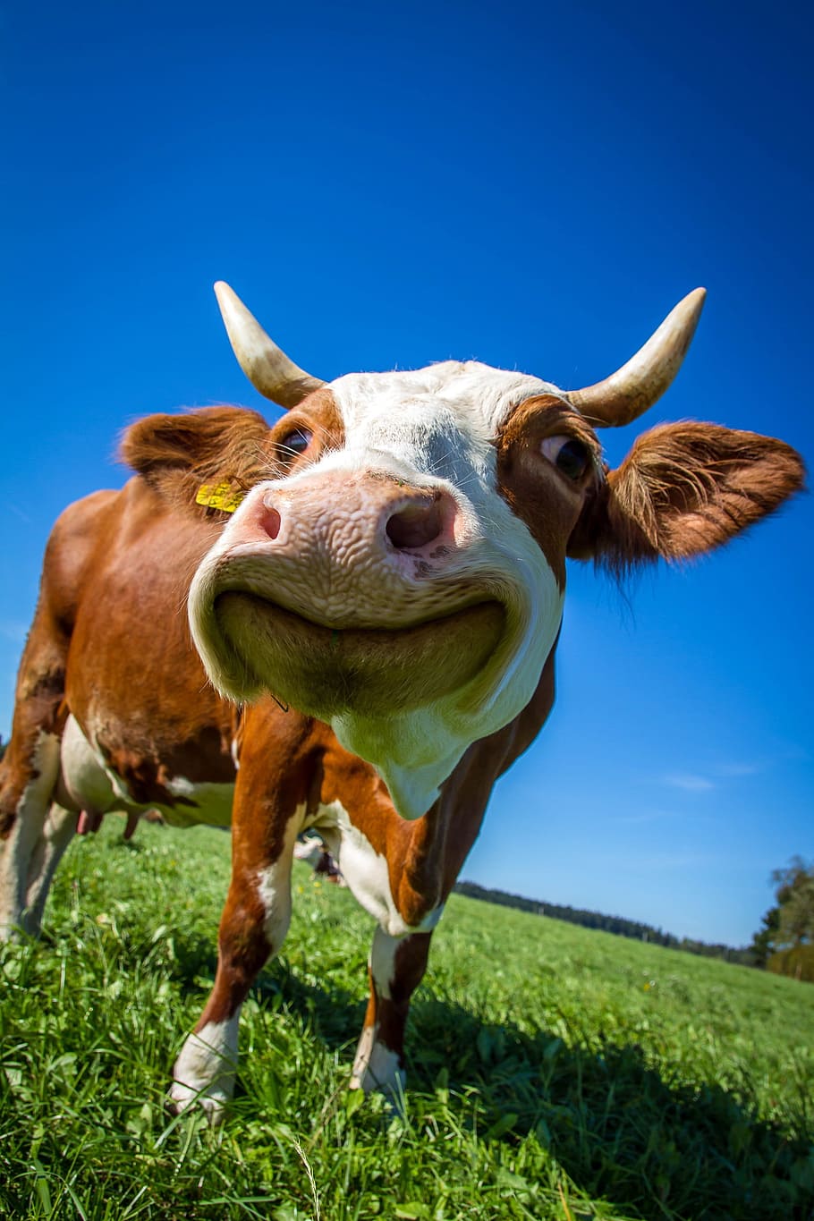 Cute Cow Iphone Wallpapers