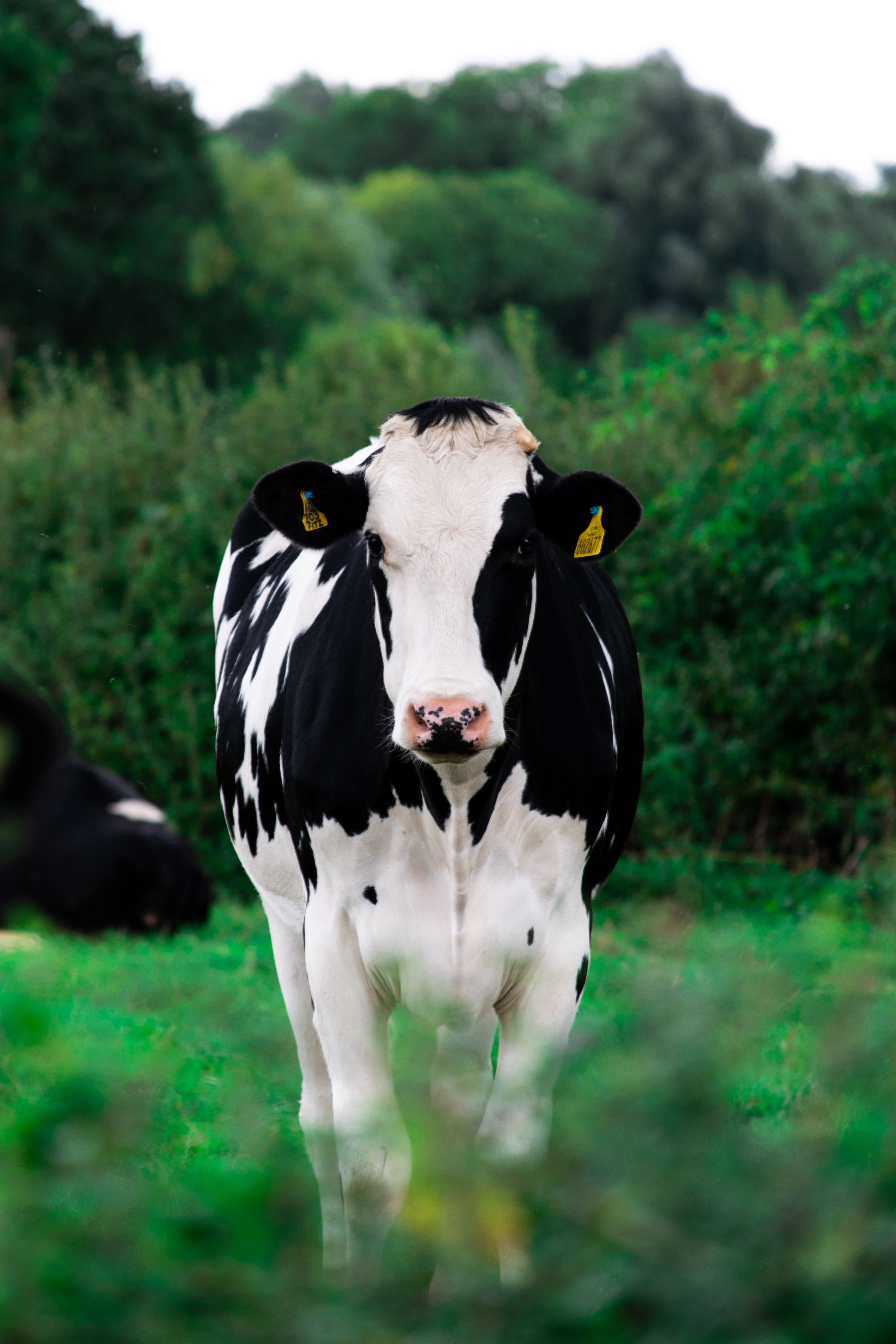 Cute Cow Iphone Wallpapers