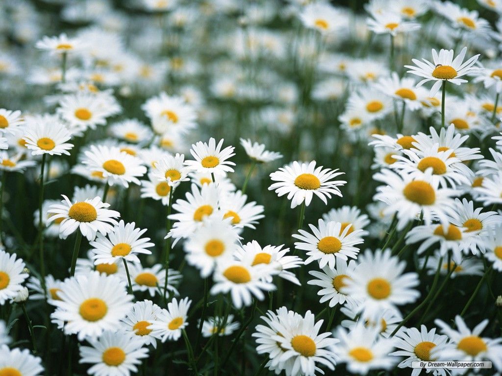 Cute Daisy Wallpapers Wallpapers