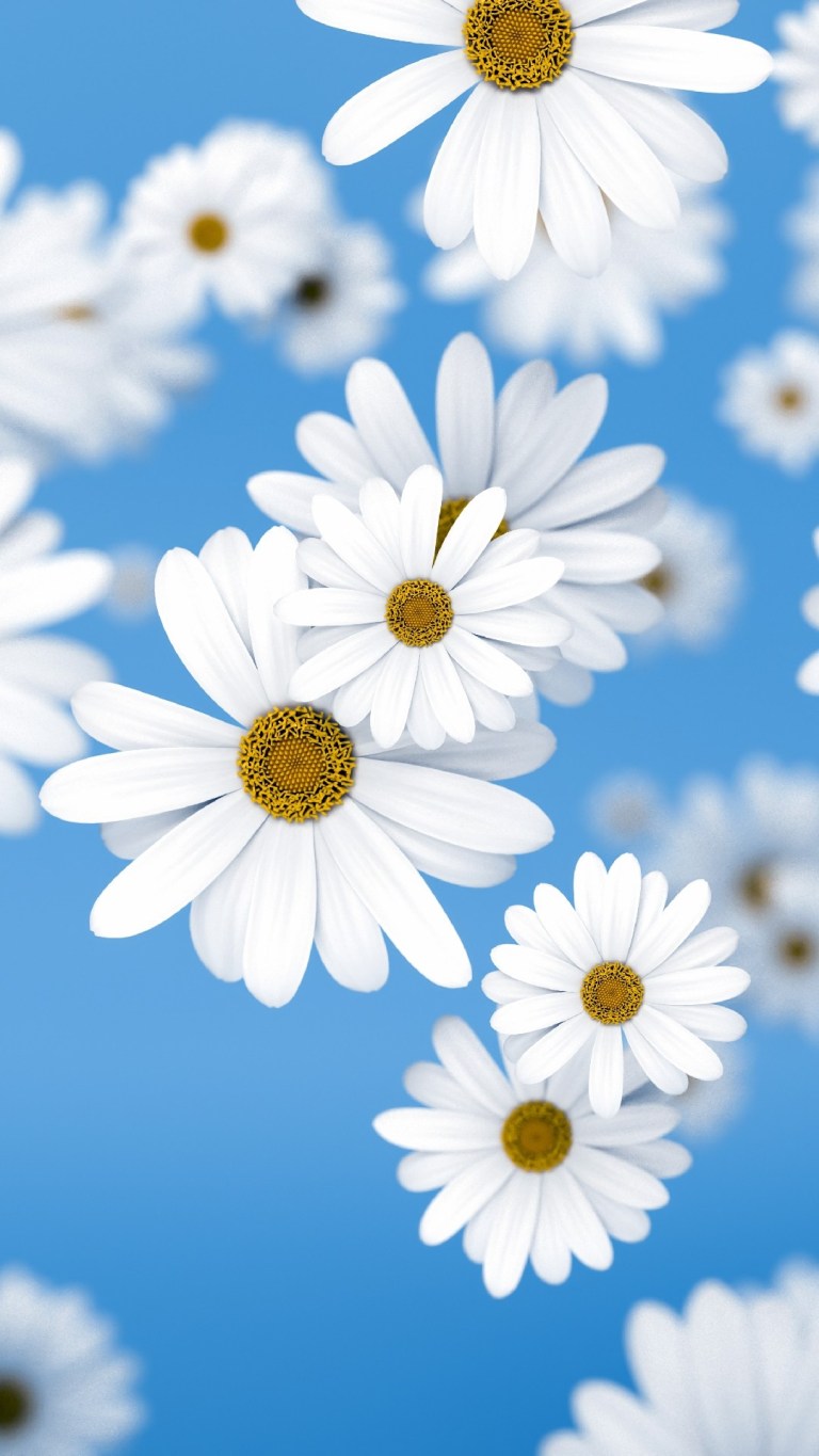 Cute Daisy Wallpapers Wallpapers