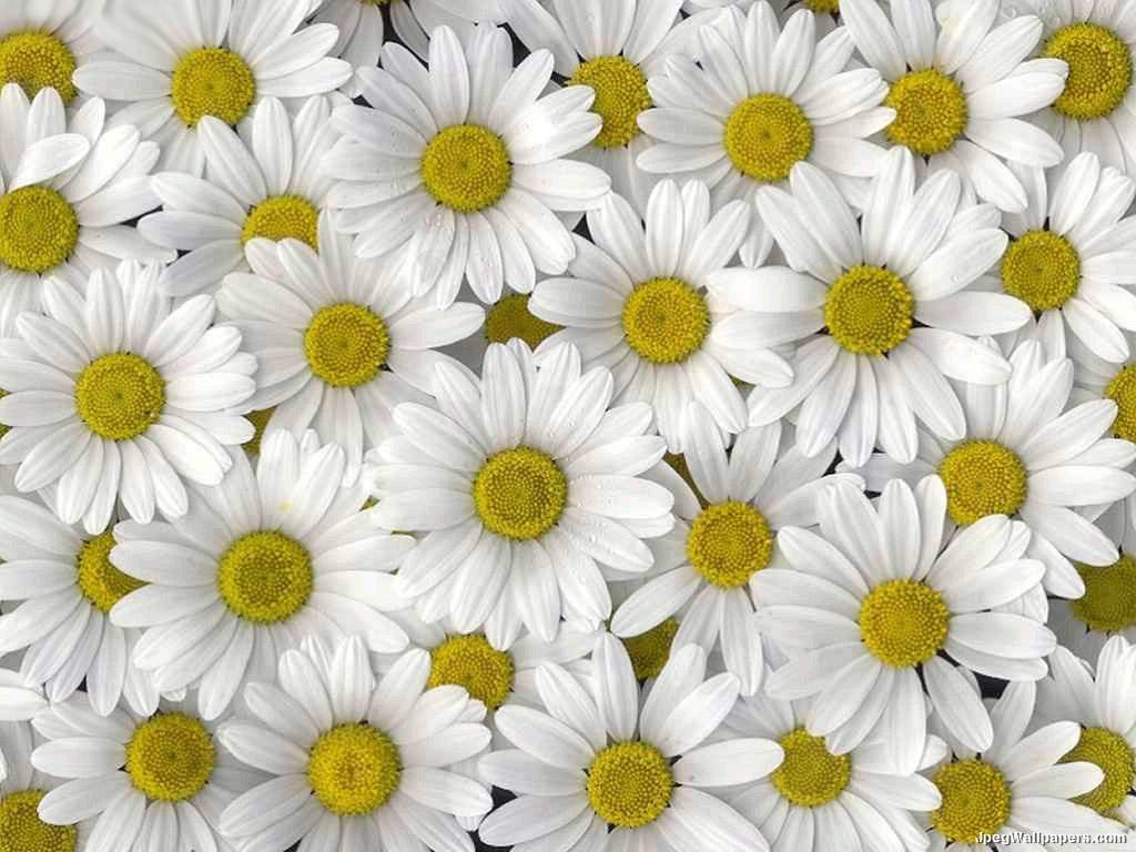 Cute Daisy Wallpapers Wallpapers