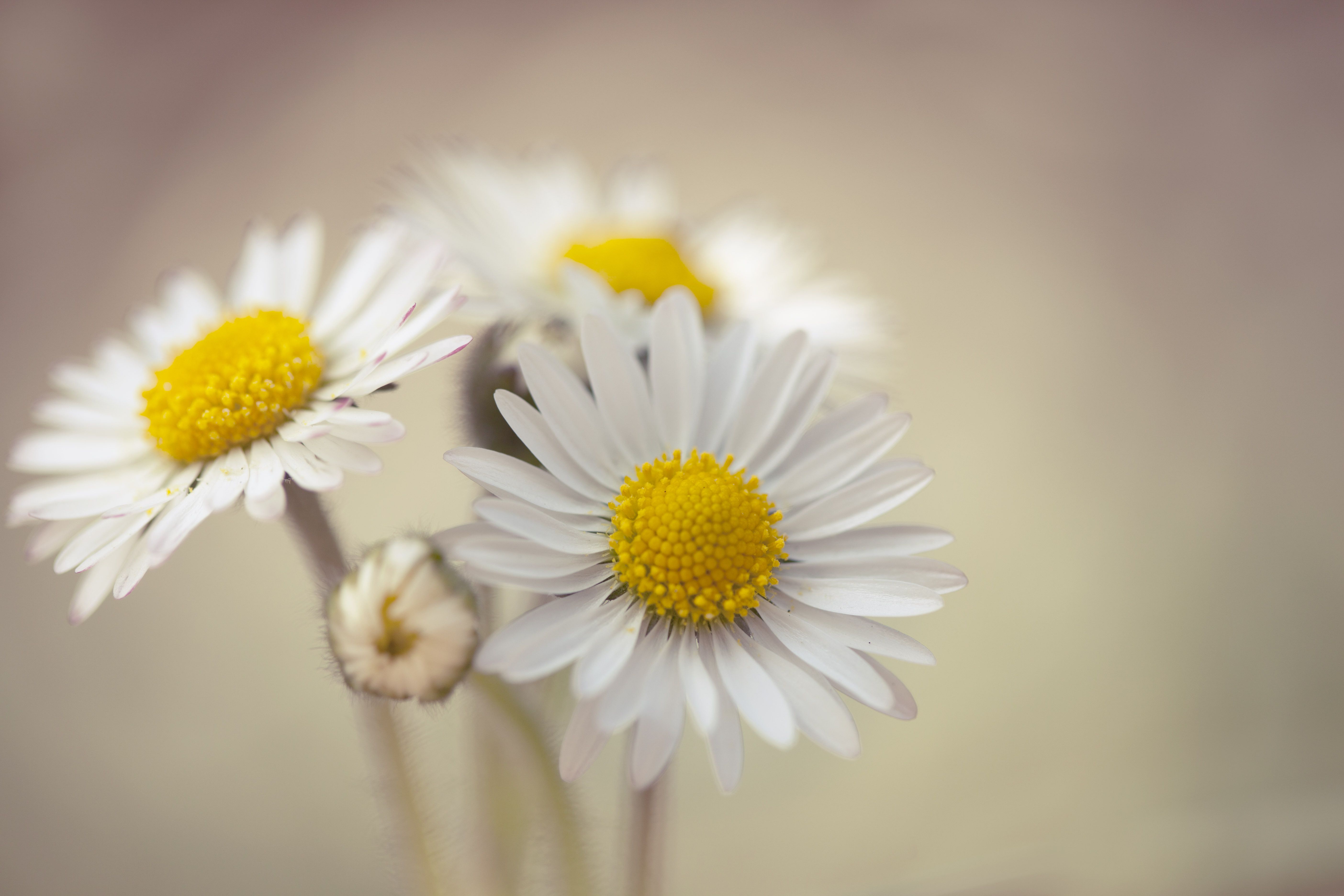 Cute Daisy Wallpapers Wallpapers