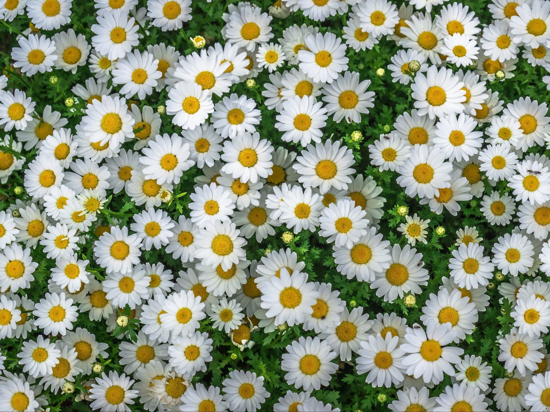 Cute Daisy Wallpapers Wallpapers