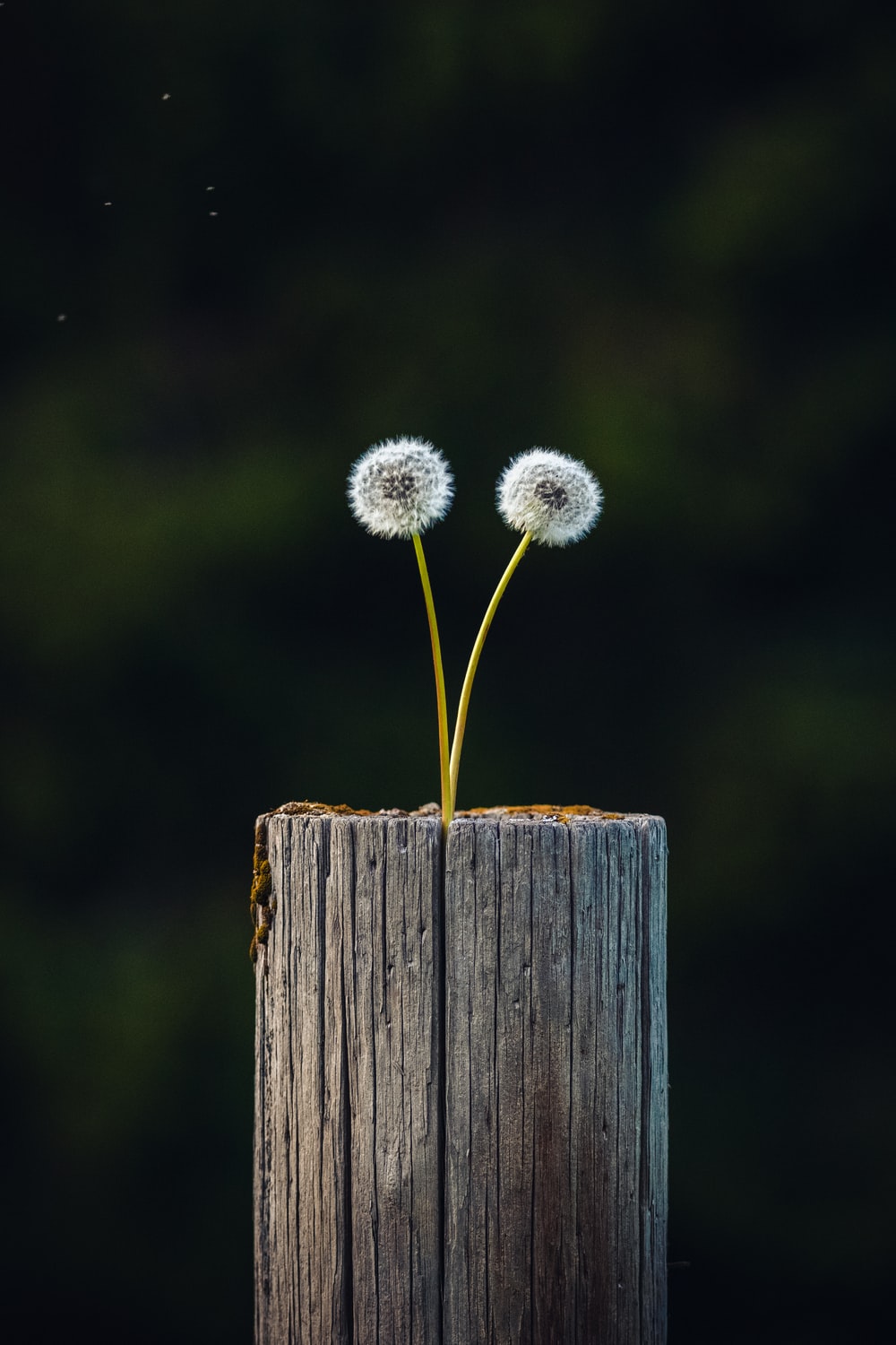 Cute Dandelion Wallpapers