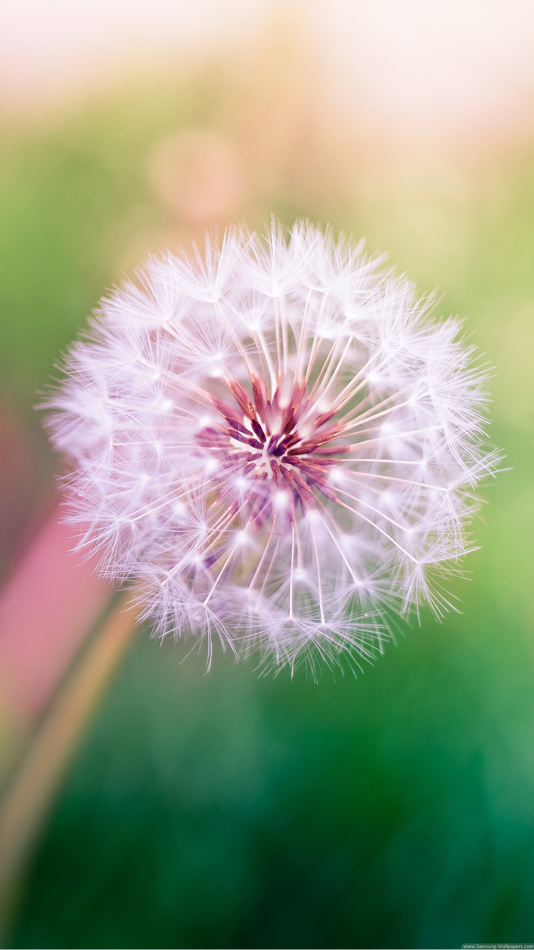 Cute Dandelion Wallpapers