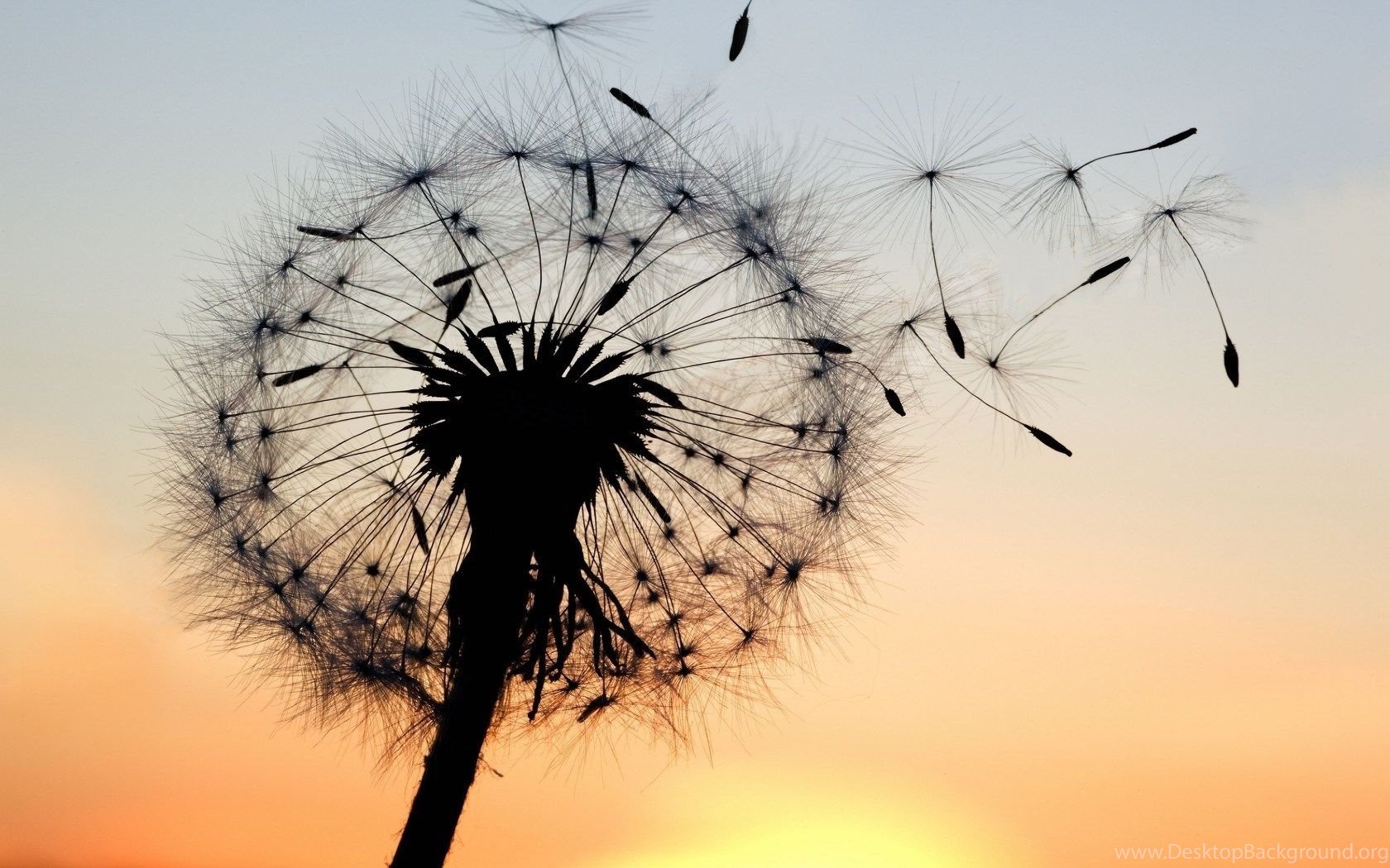 Cute Dandelion Wallpapers