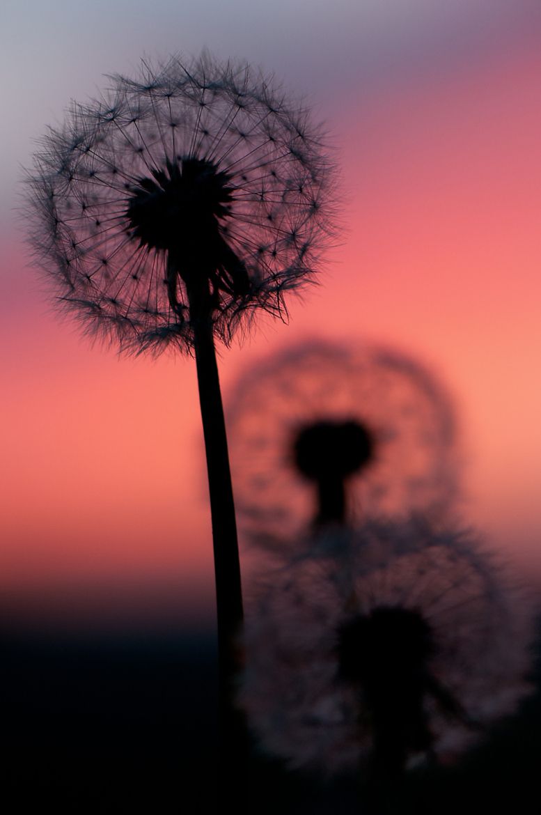 Cute Dandelion Wallpapers