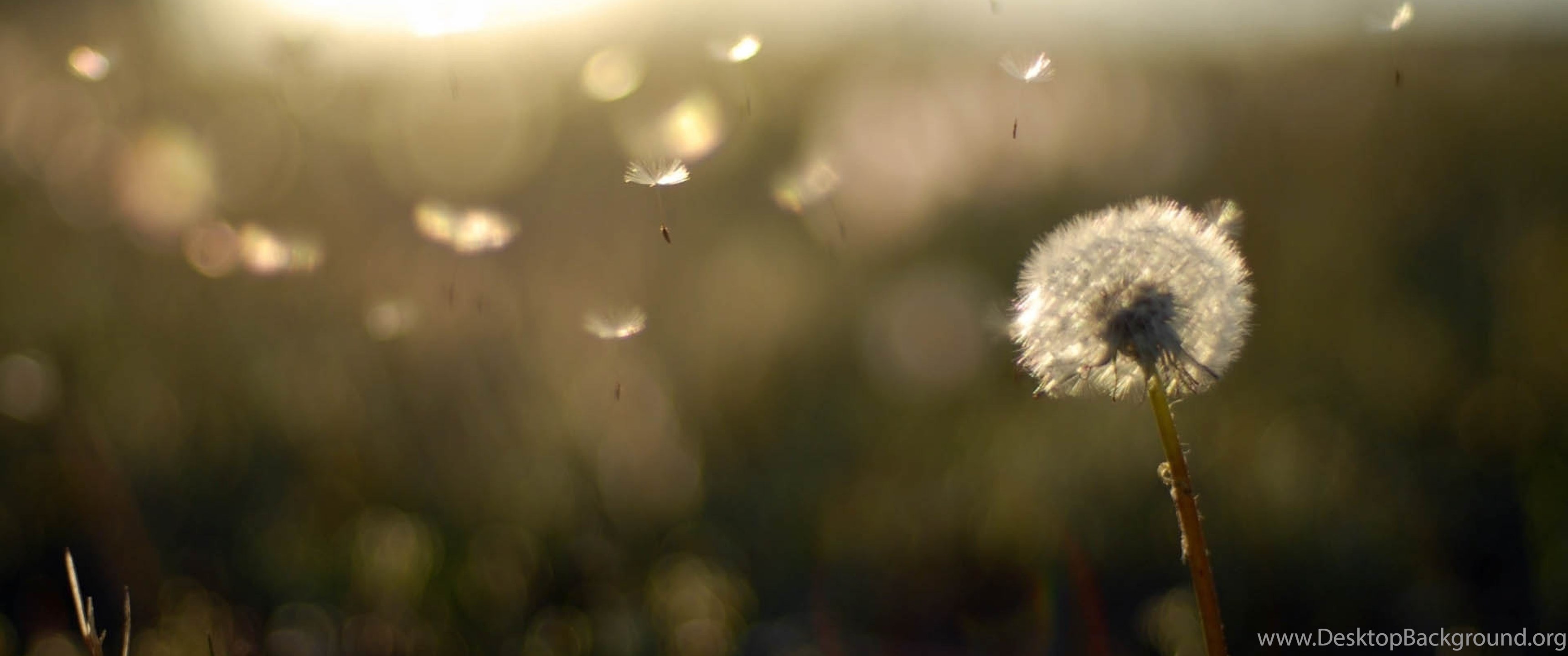 Cute Dandelion Wallpapers