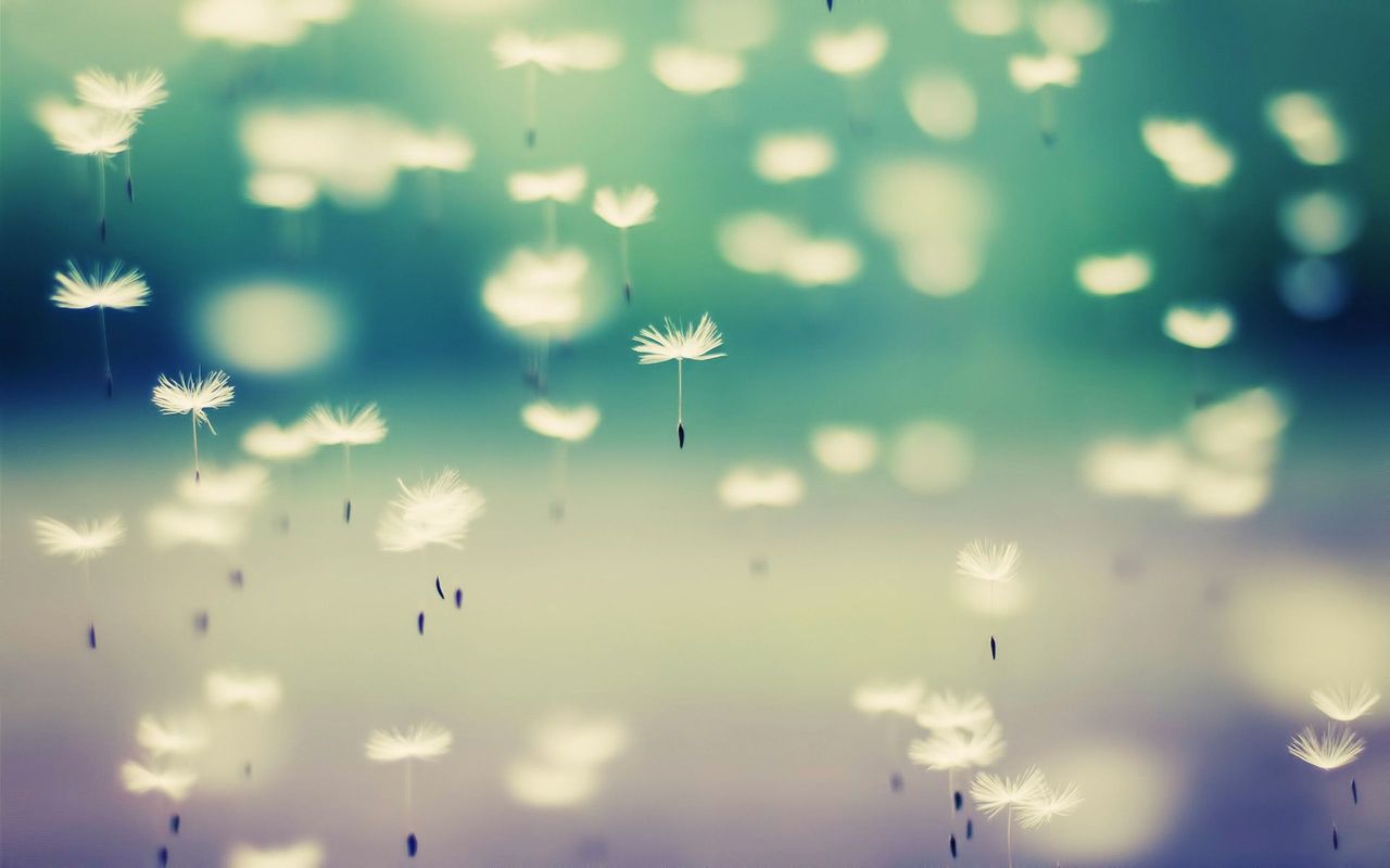 Cute Dandelion Wallpapers