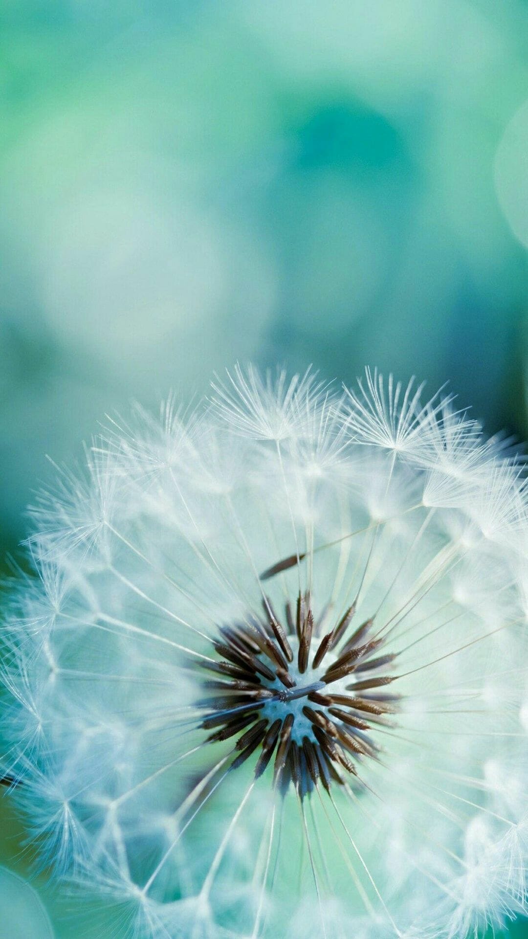 Cute Dandelion Wallpapers