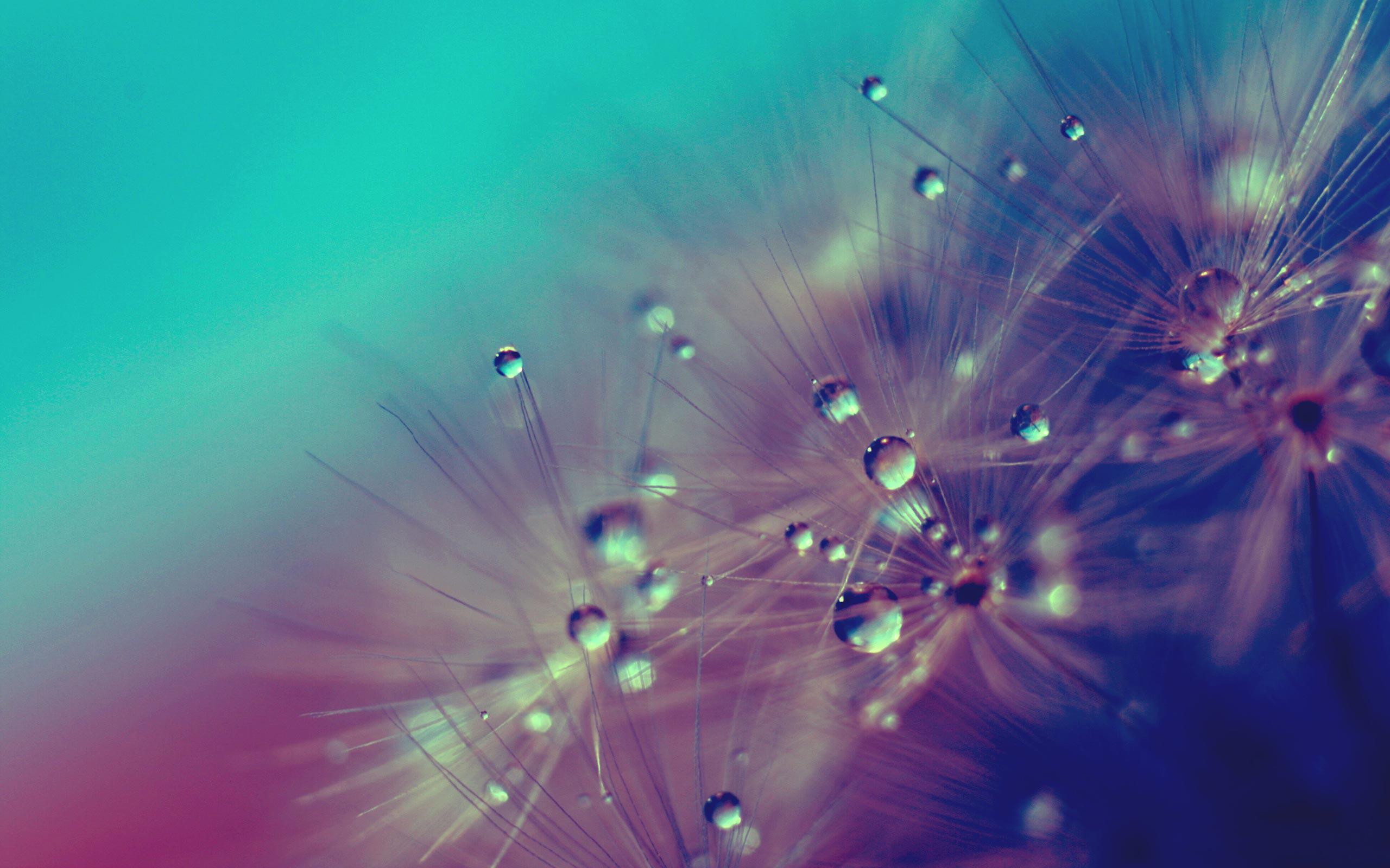 Cute Dandelion Wallpapers