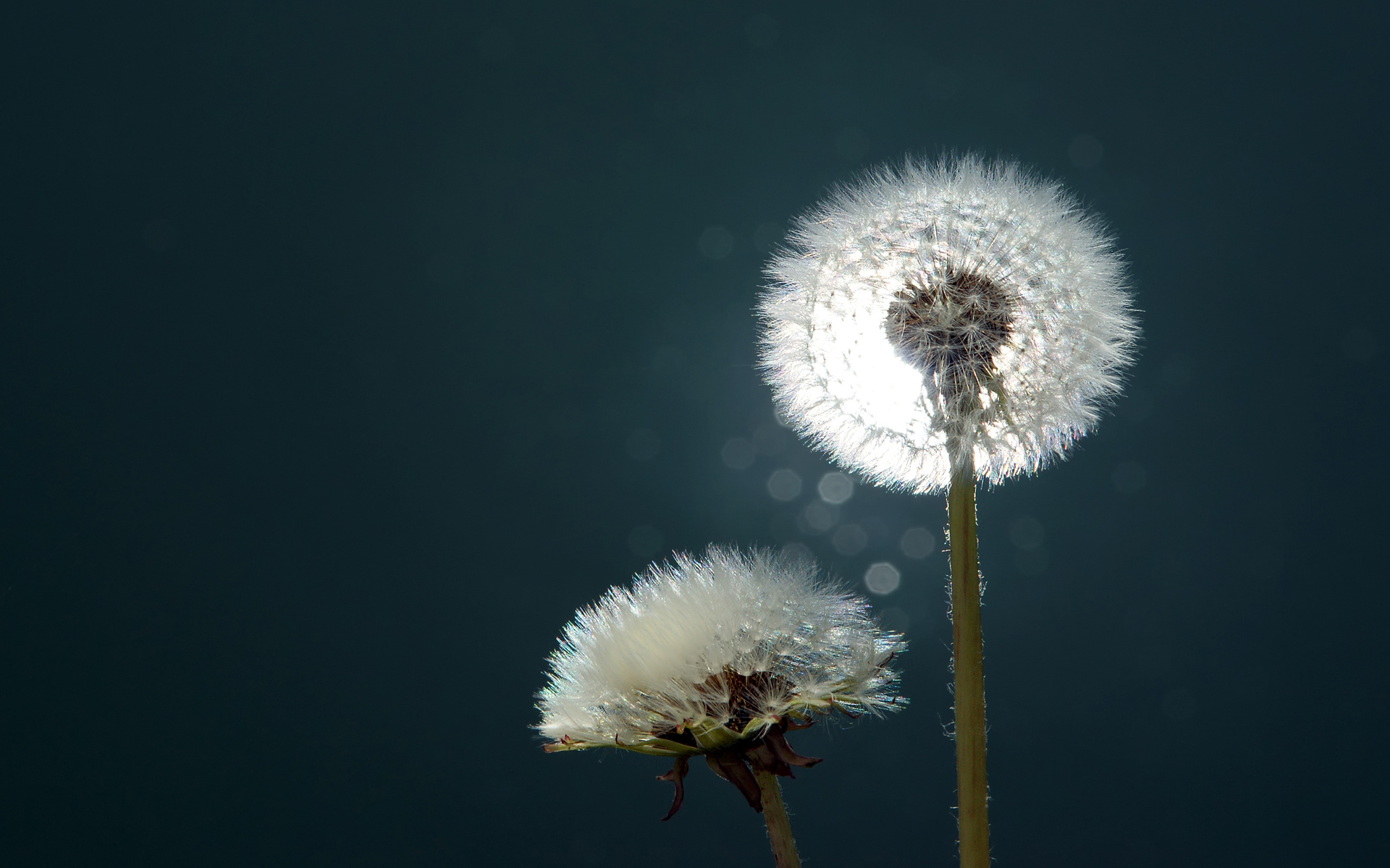 Cute Dandelion Wallpapers