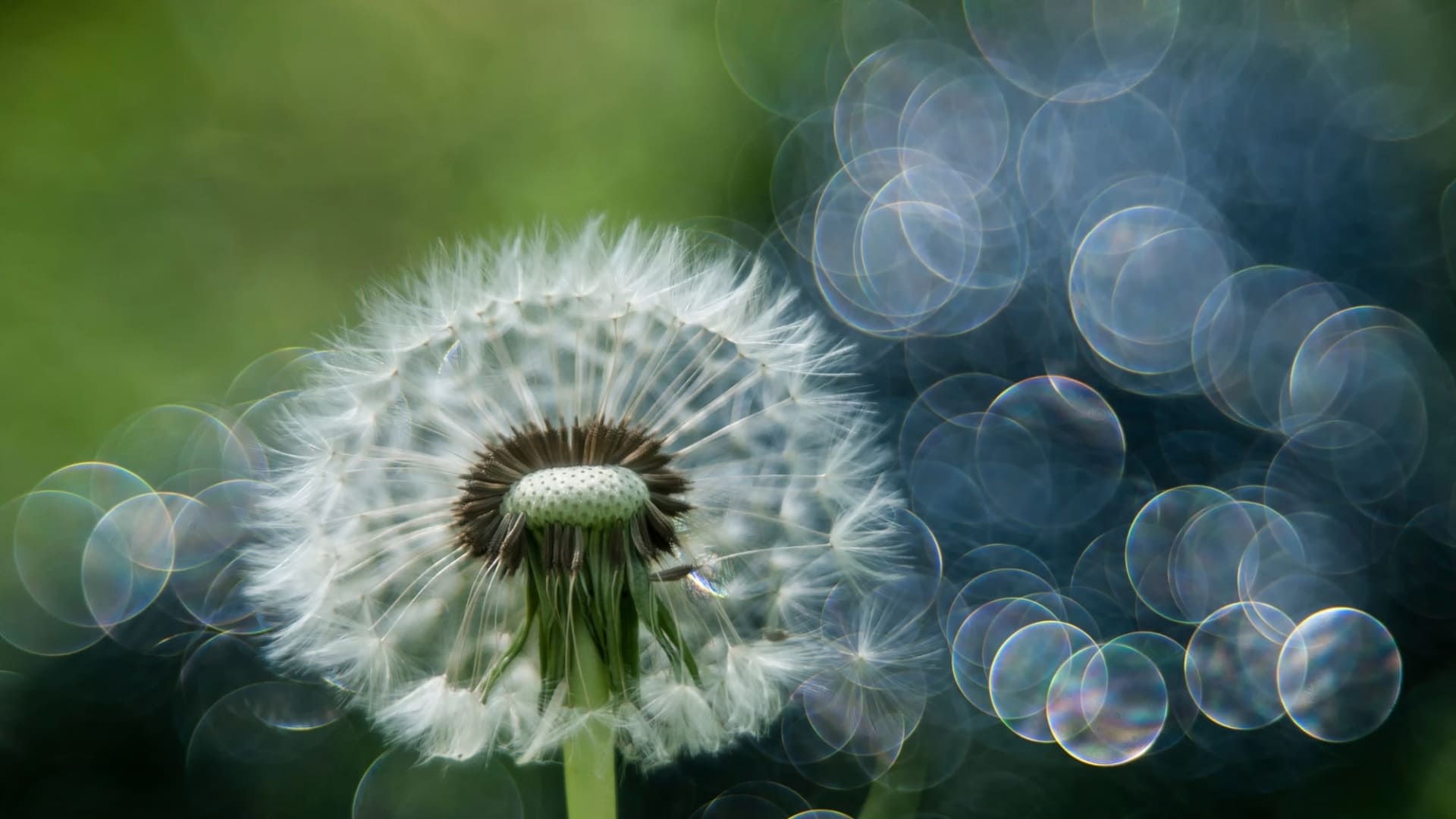 Cute Dandelion Wallpapers