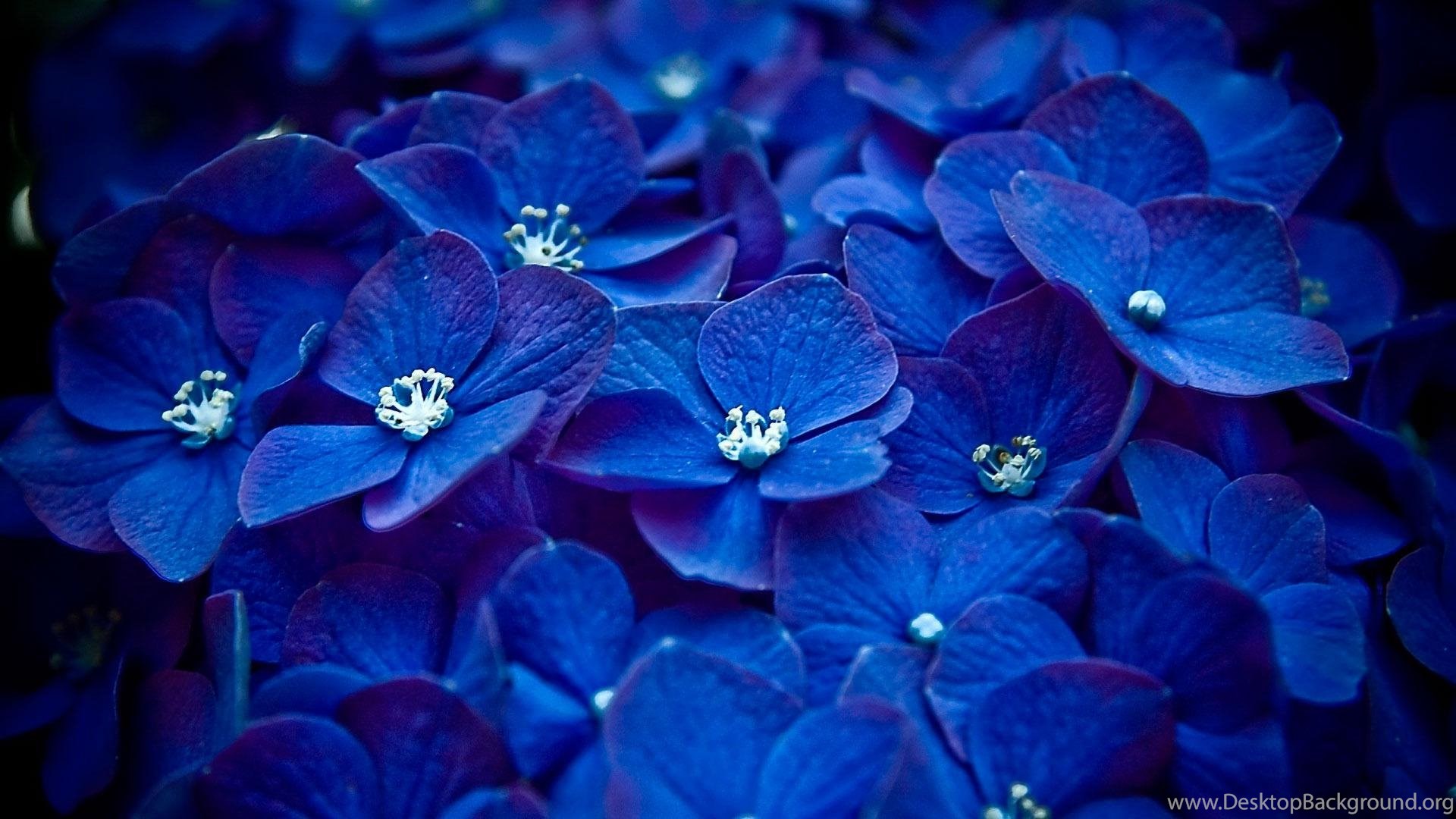 Cute Dark Blue Wallpapers