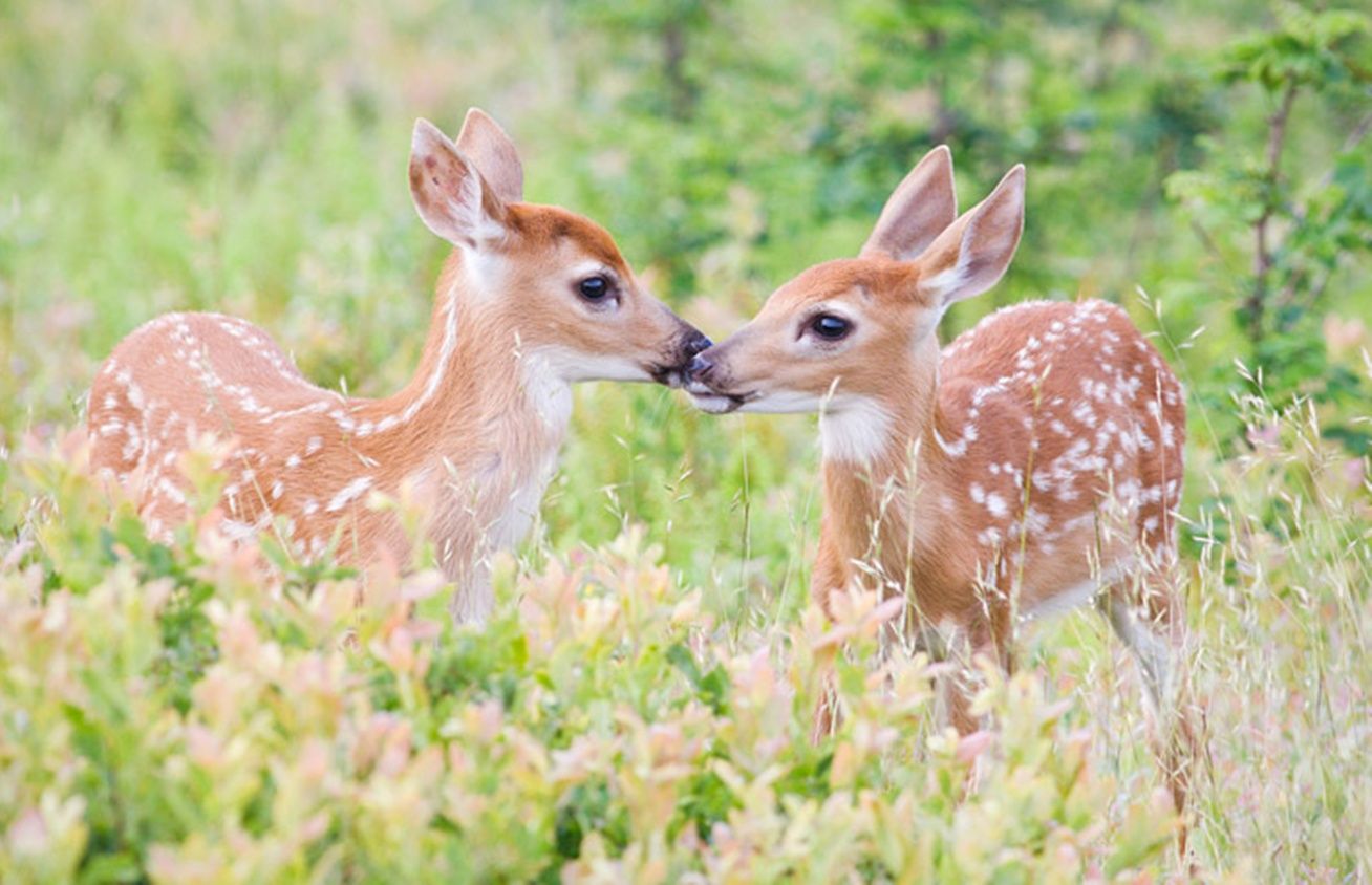 Cute Deer Wallpapers