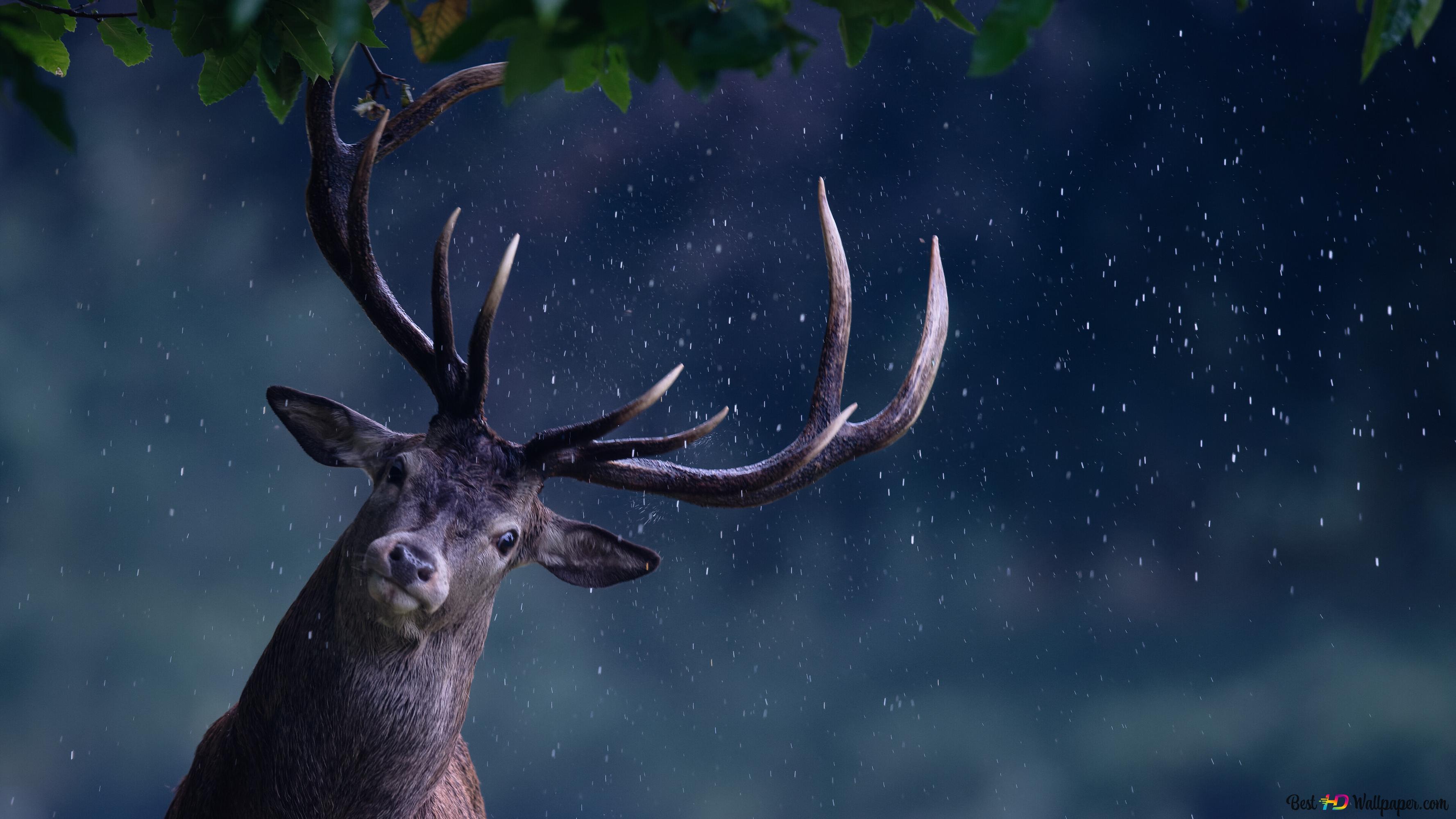 Cute Deer Wallpapers