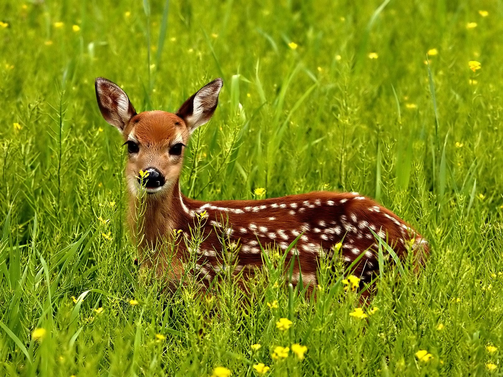 Cute Deer Wallpapers